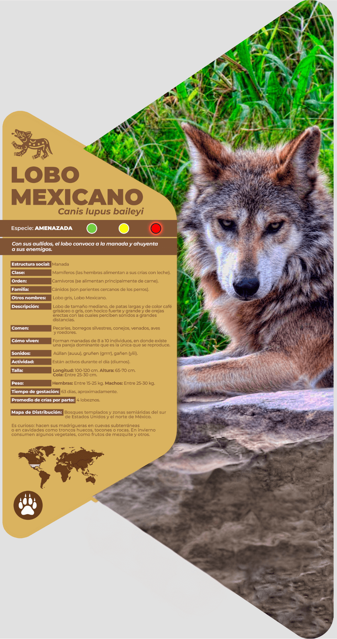 Lobo mexicano