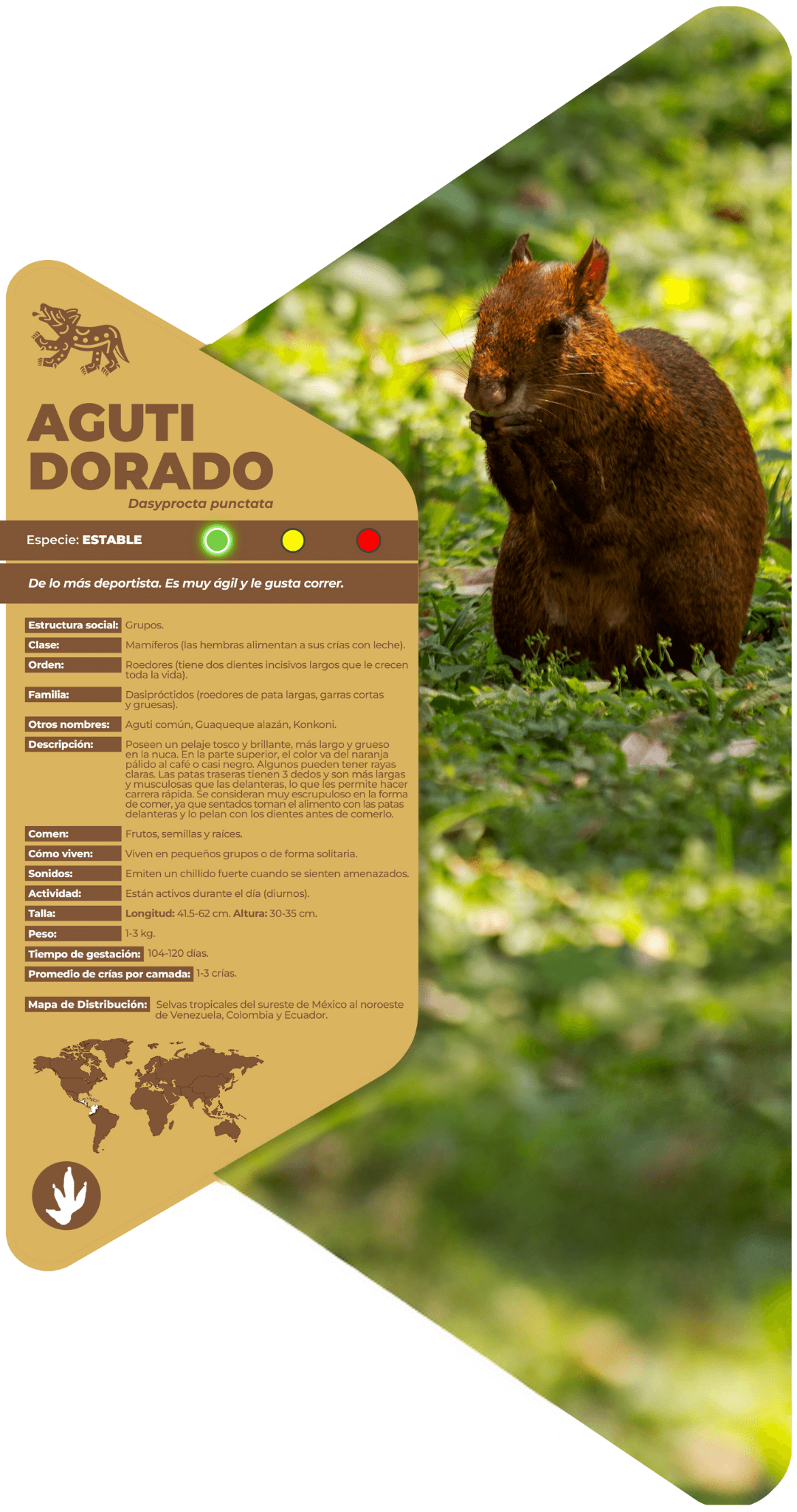 Agutí dorado