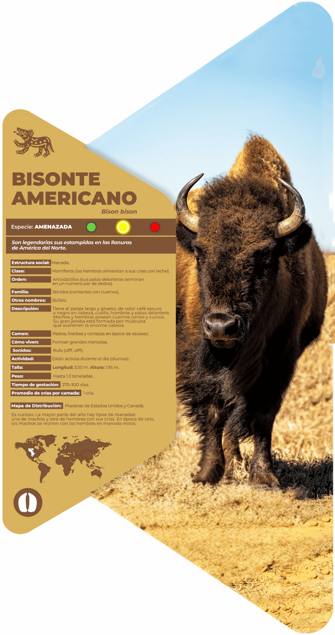 Bisonte americano