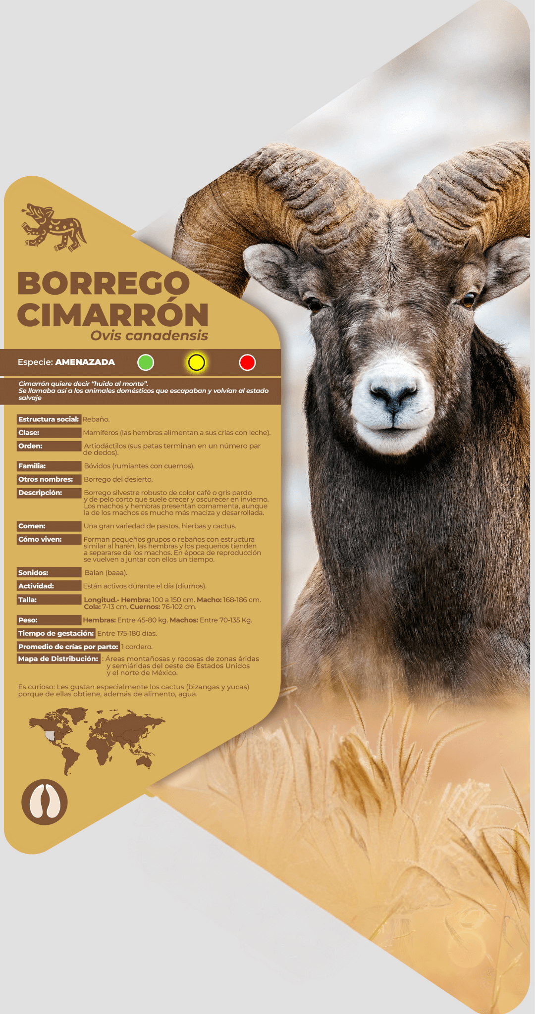 Borrego cimarrón
