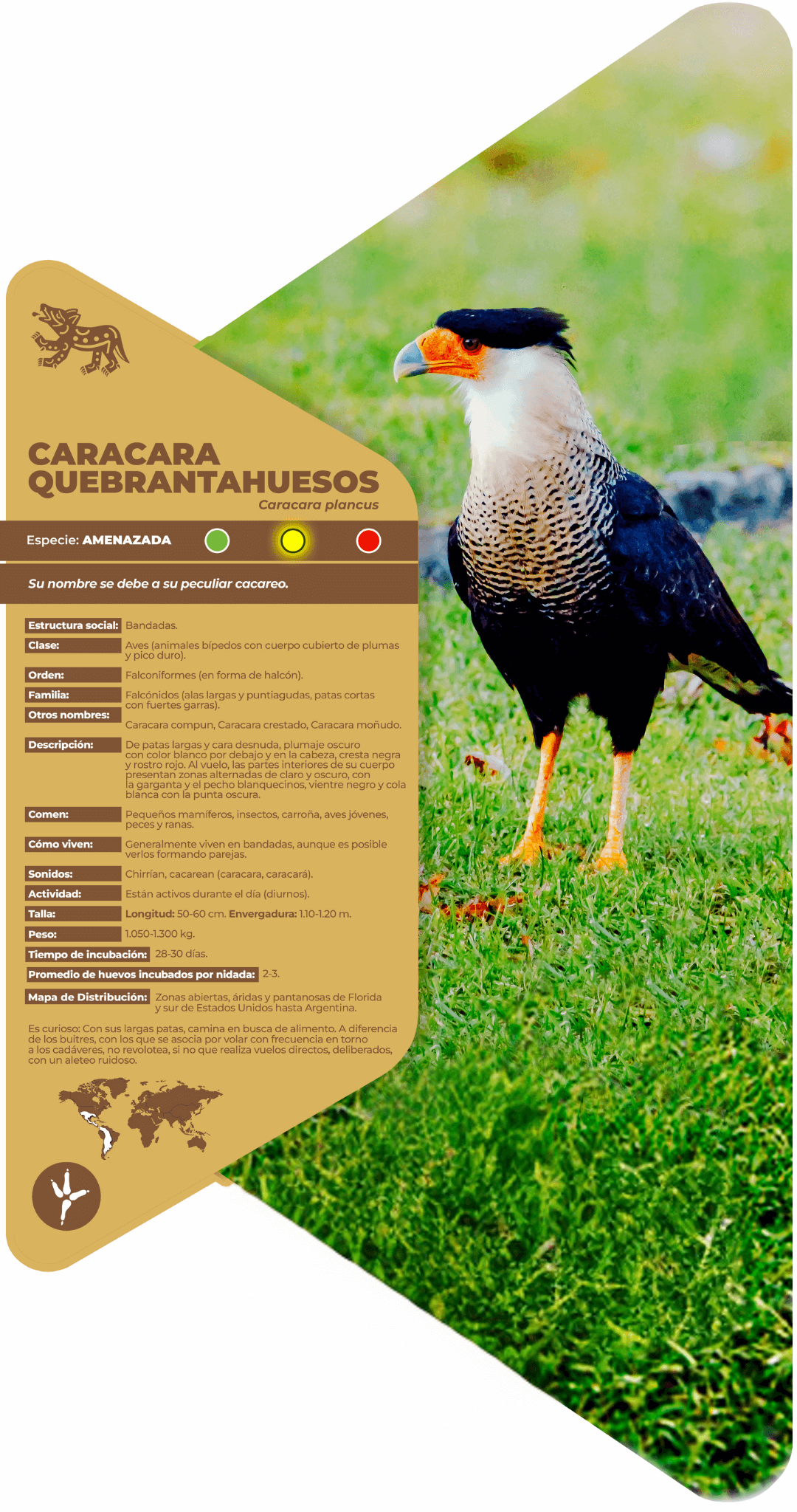 Caracara