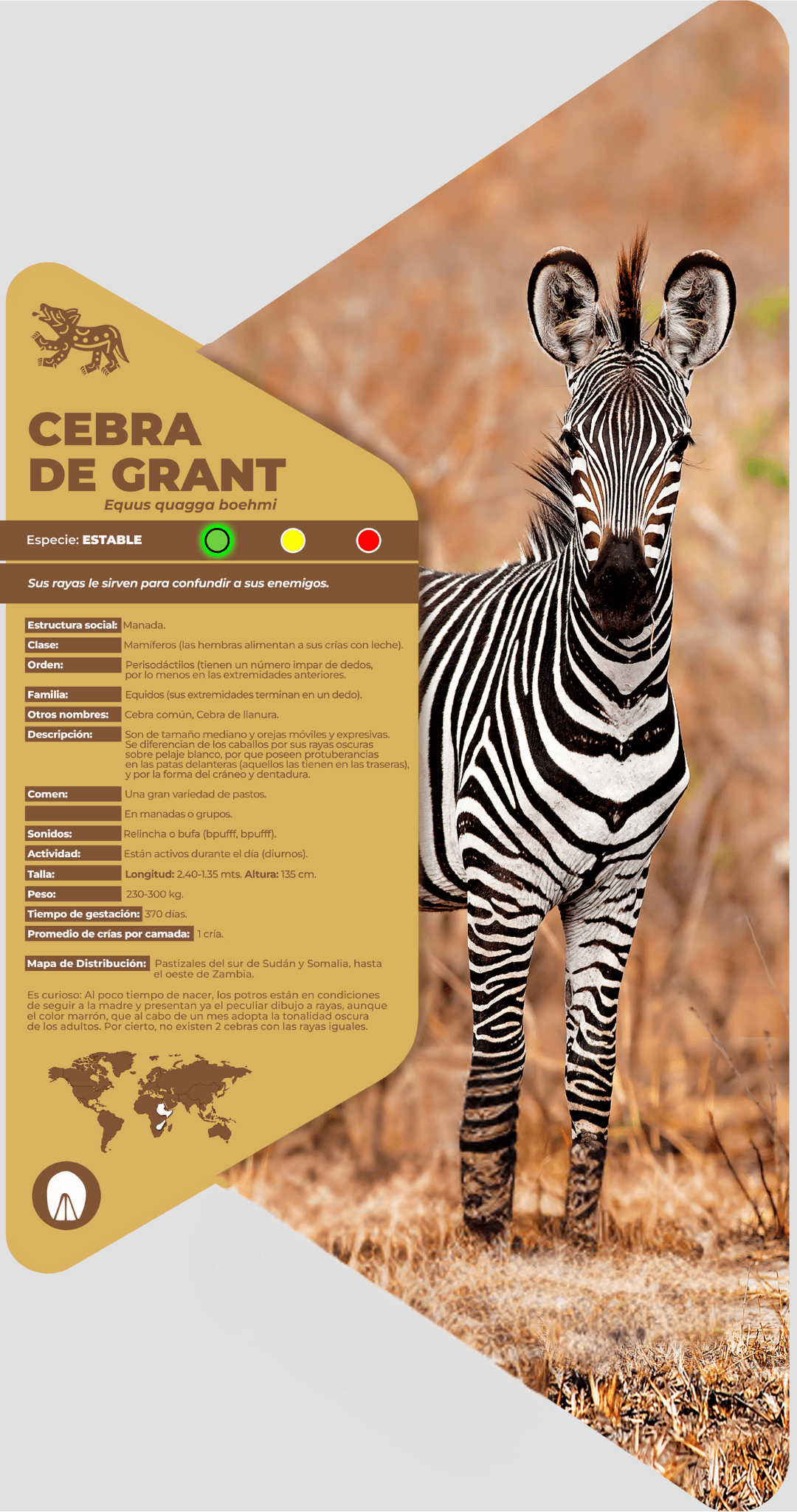 Cebra de Grant