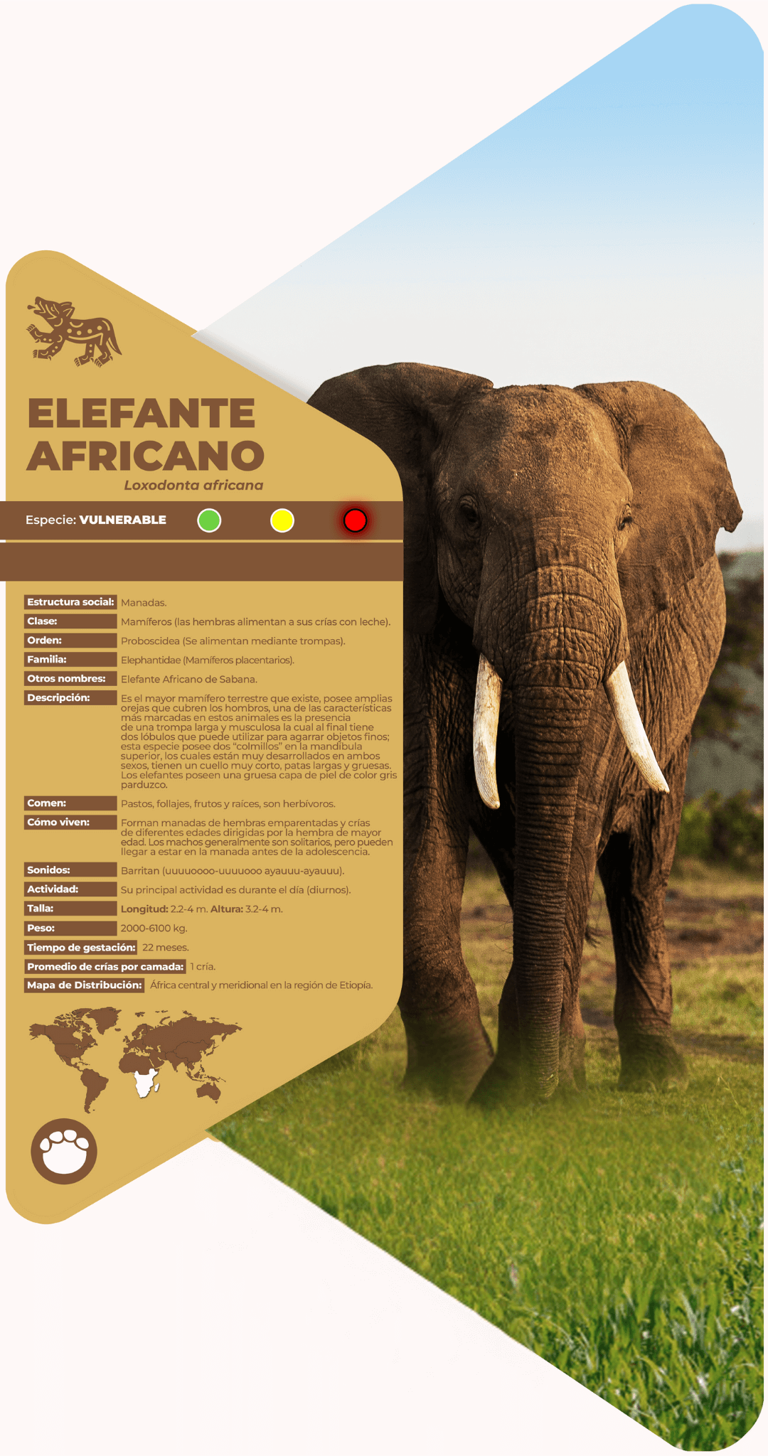 Elefante africano