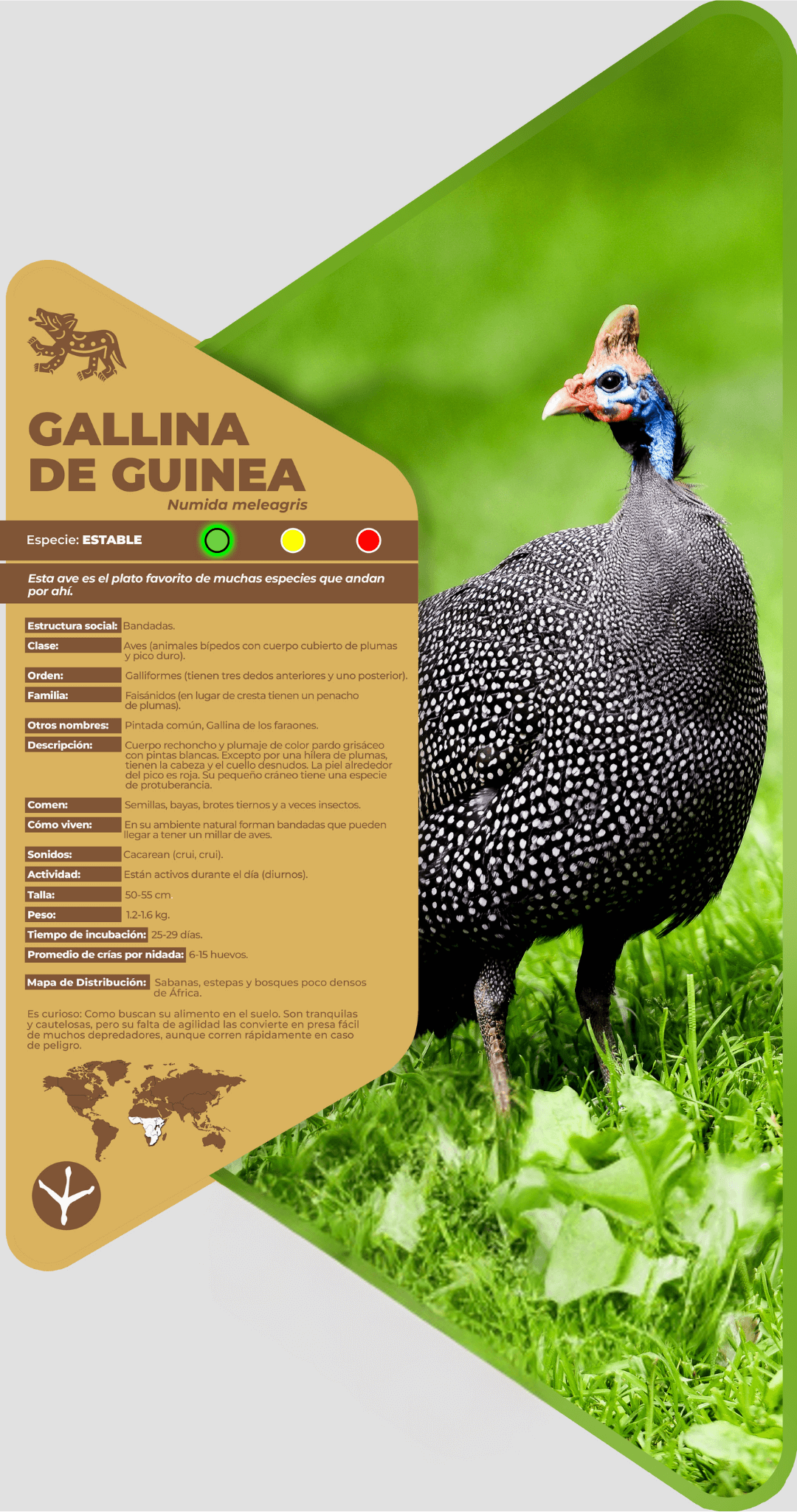 Gallina de Guinea
