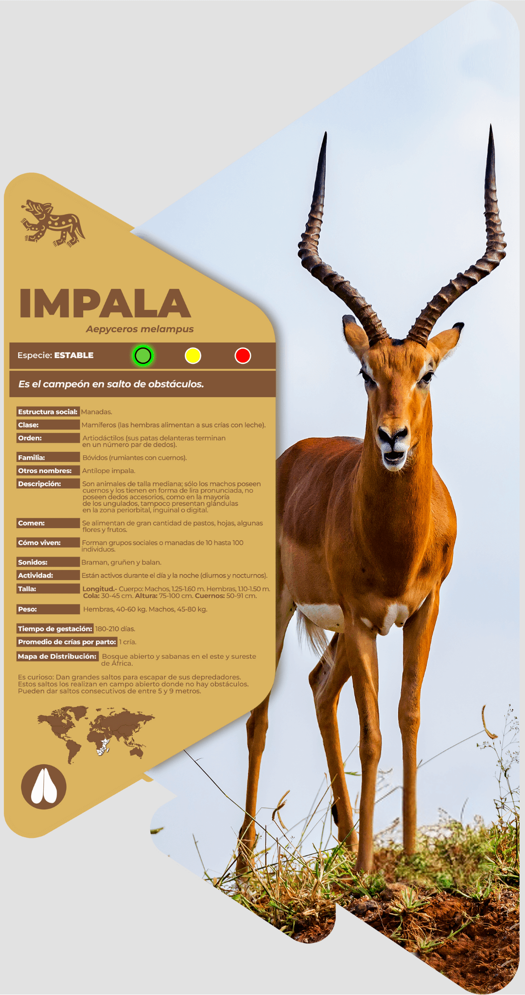 Impala