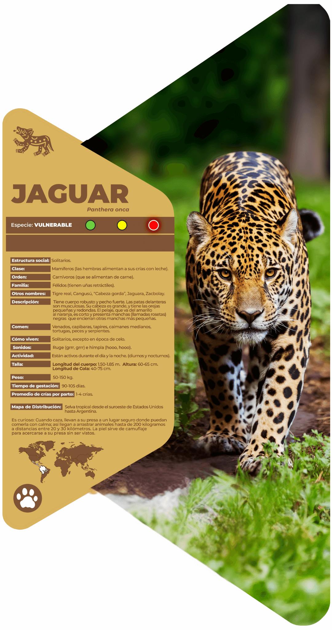 Jaguar