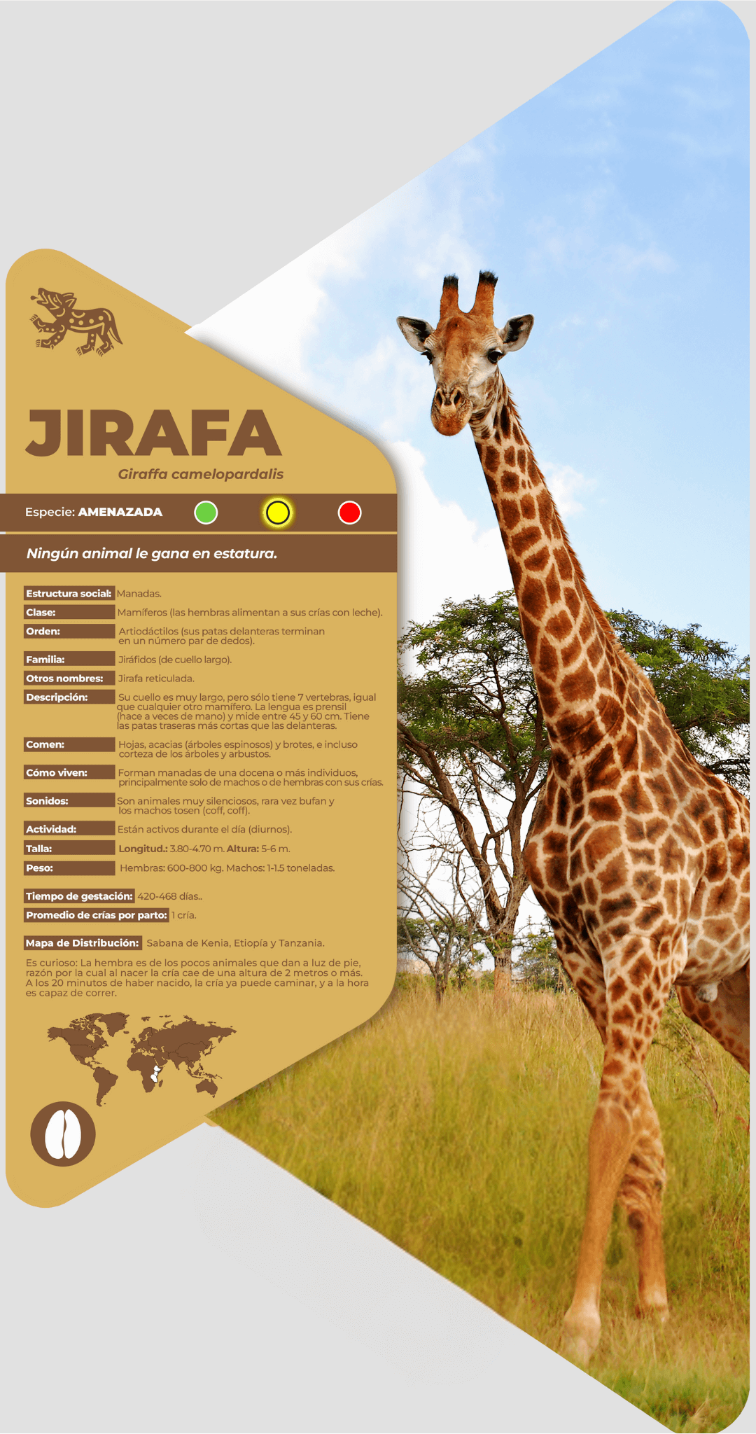 Jirafa