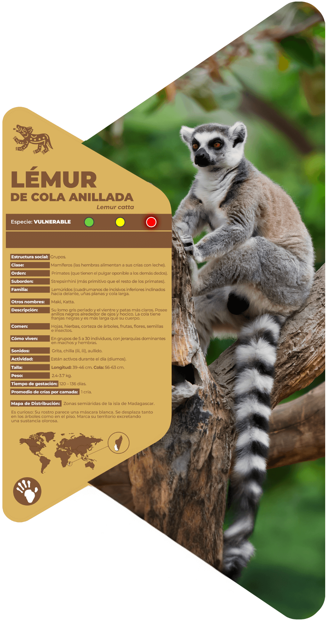 Lémur de cola anillada