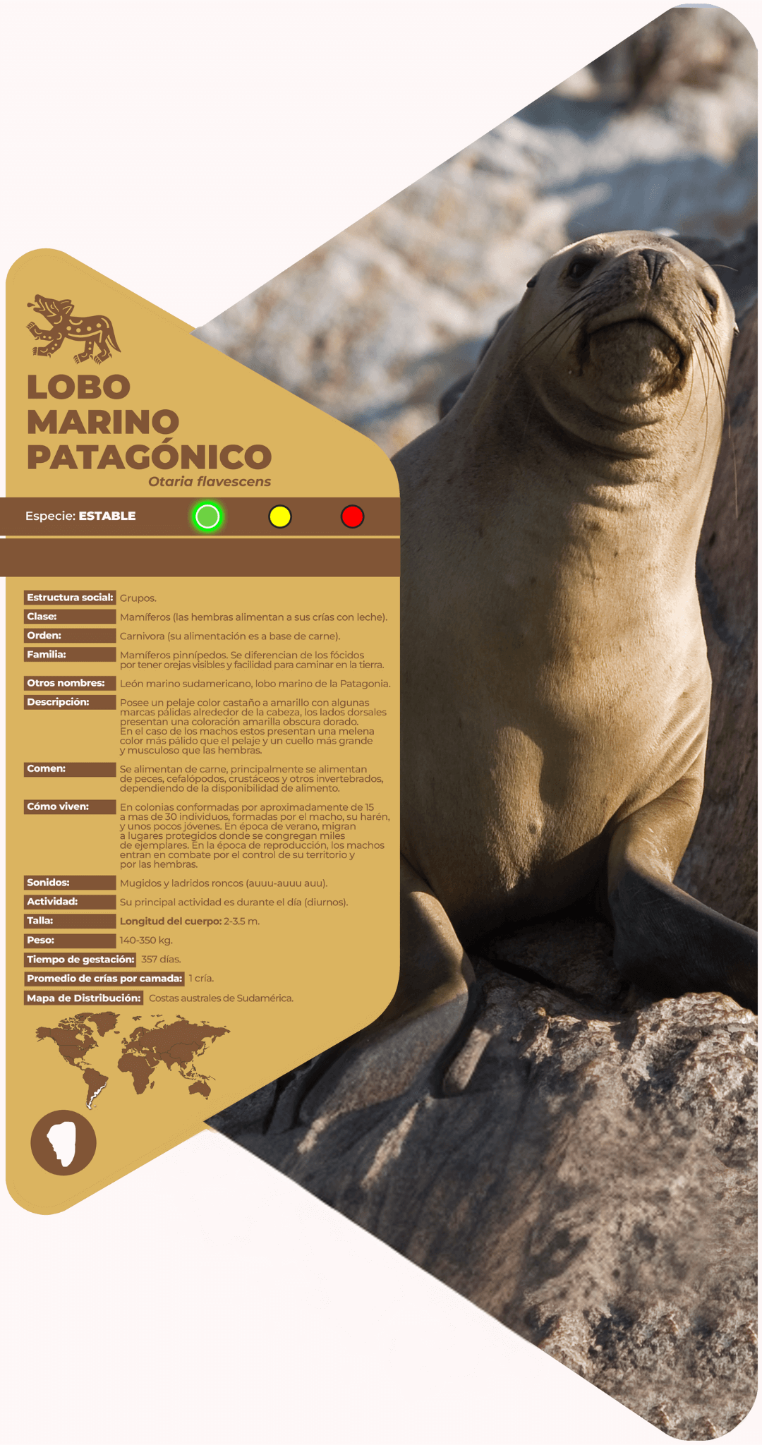 Lobo marino patagónico