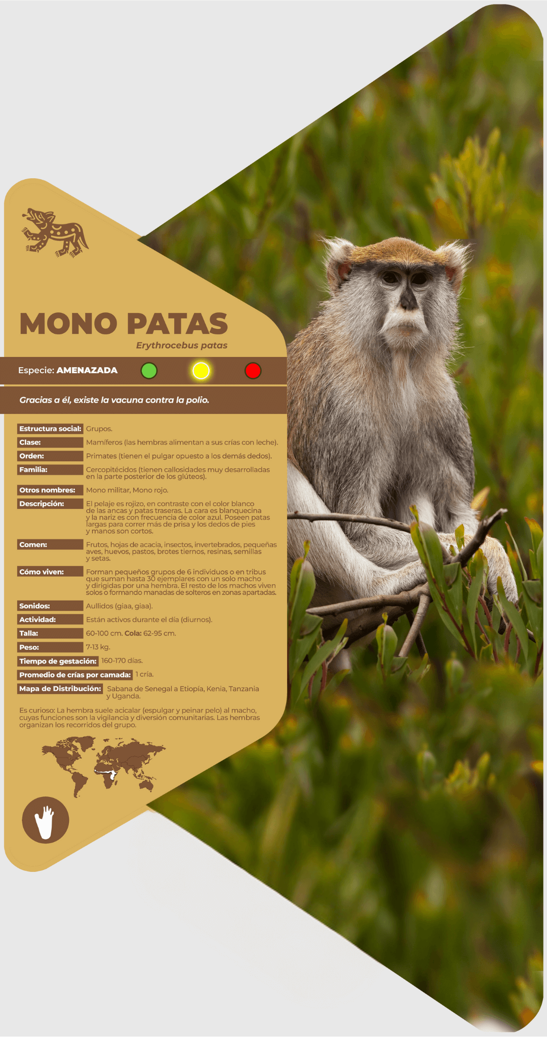 Mono patas