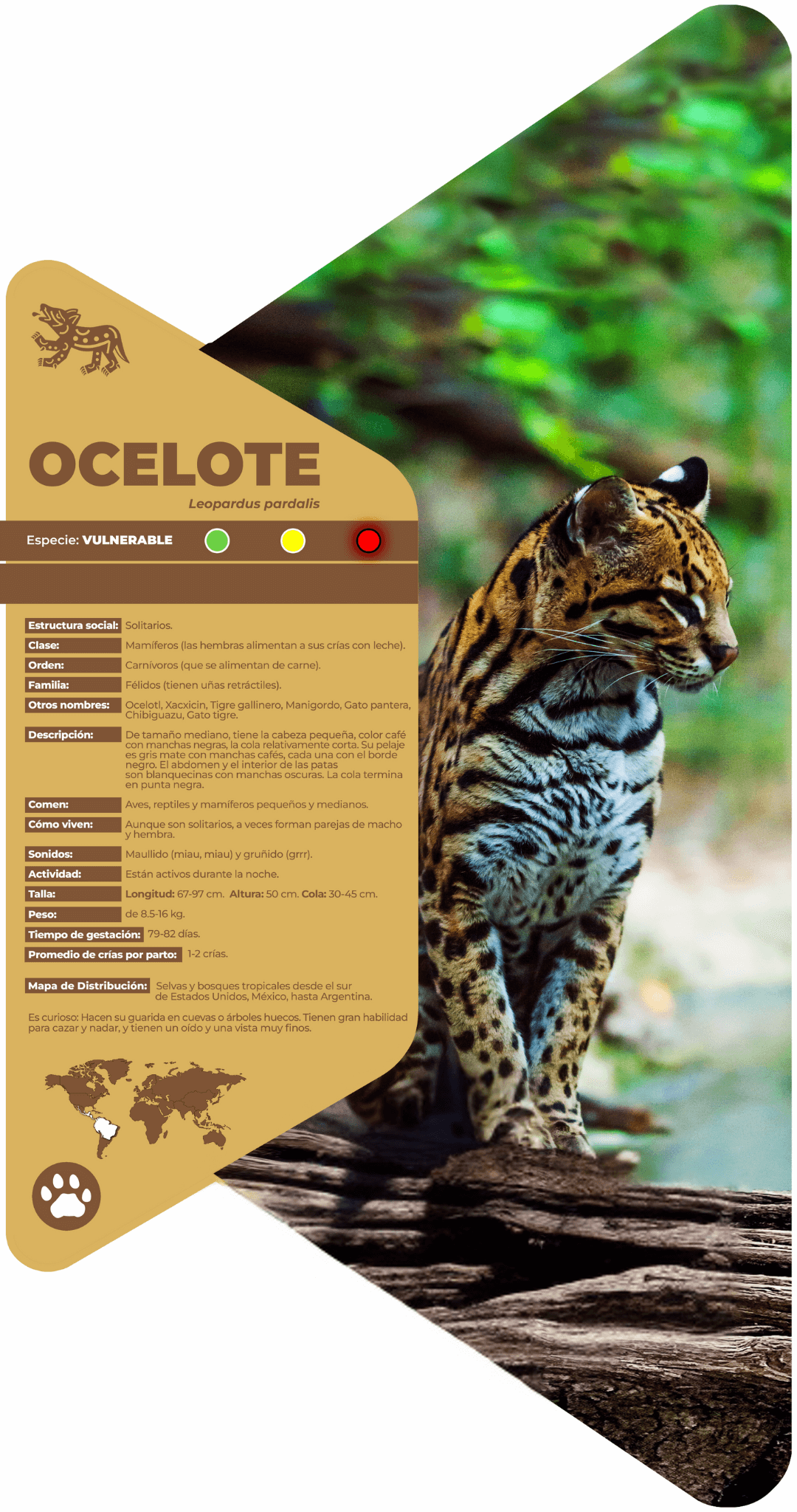 Ocelote