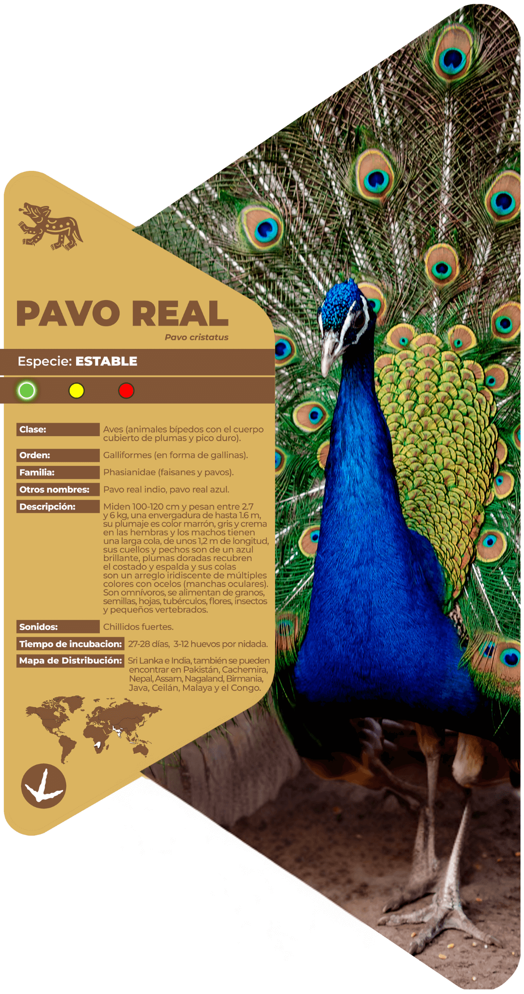 Pavo real