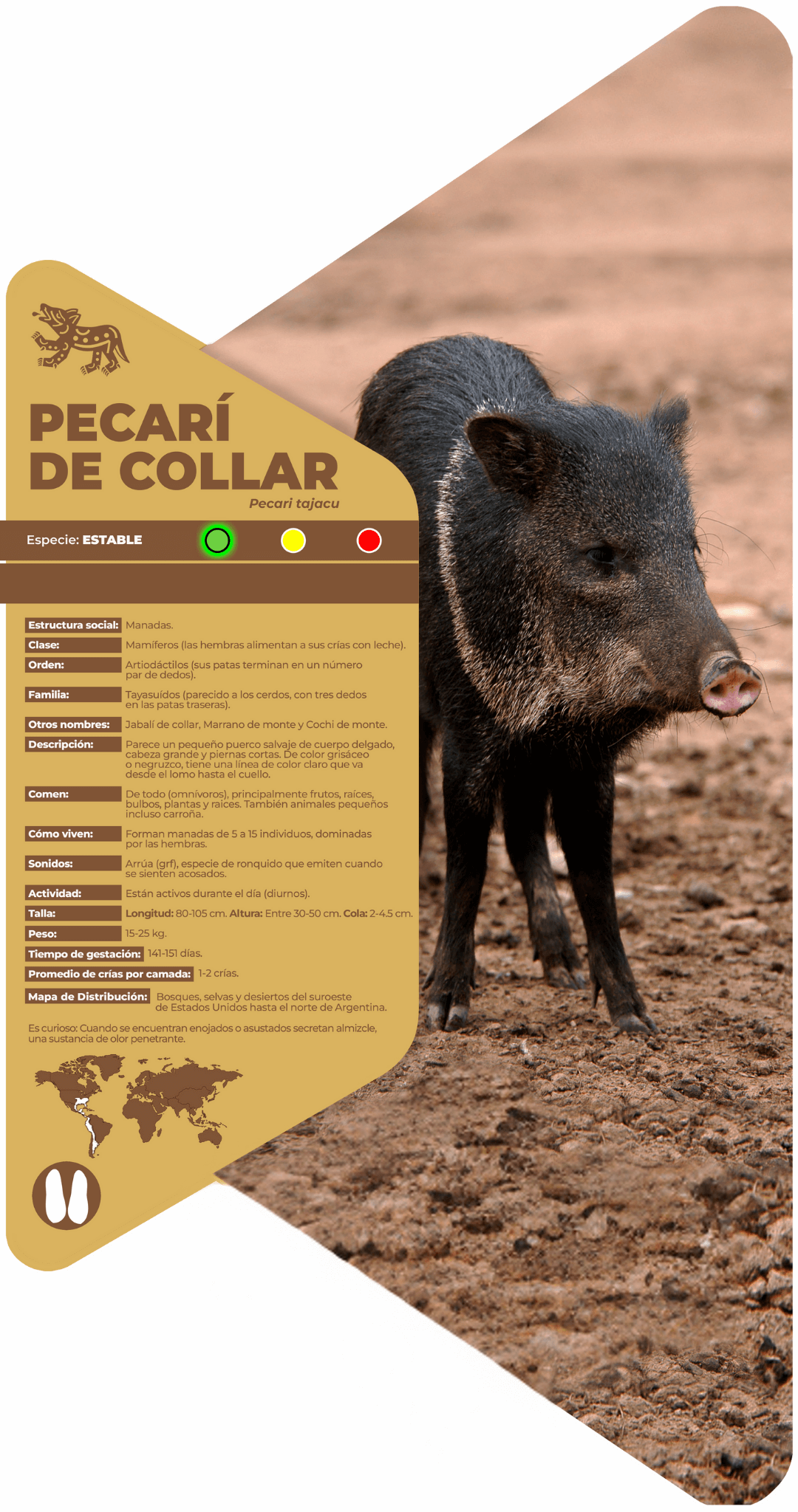 Pecarí de collar