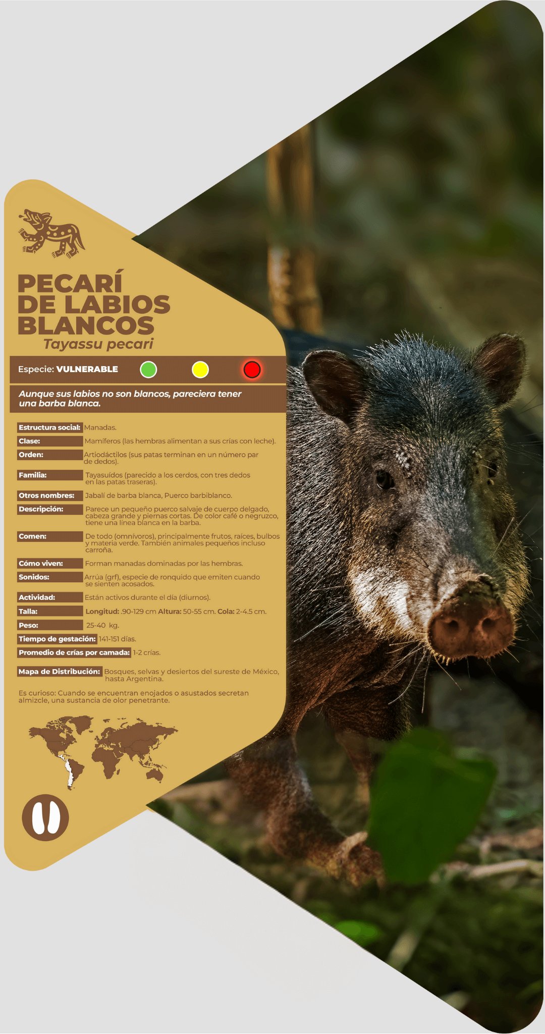 Pecarí de labios blancos