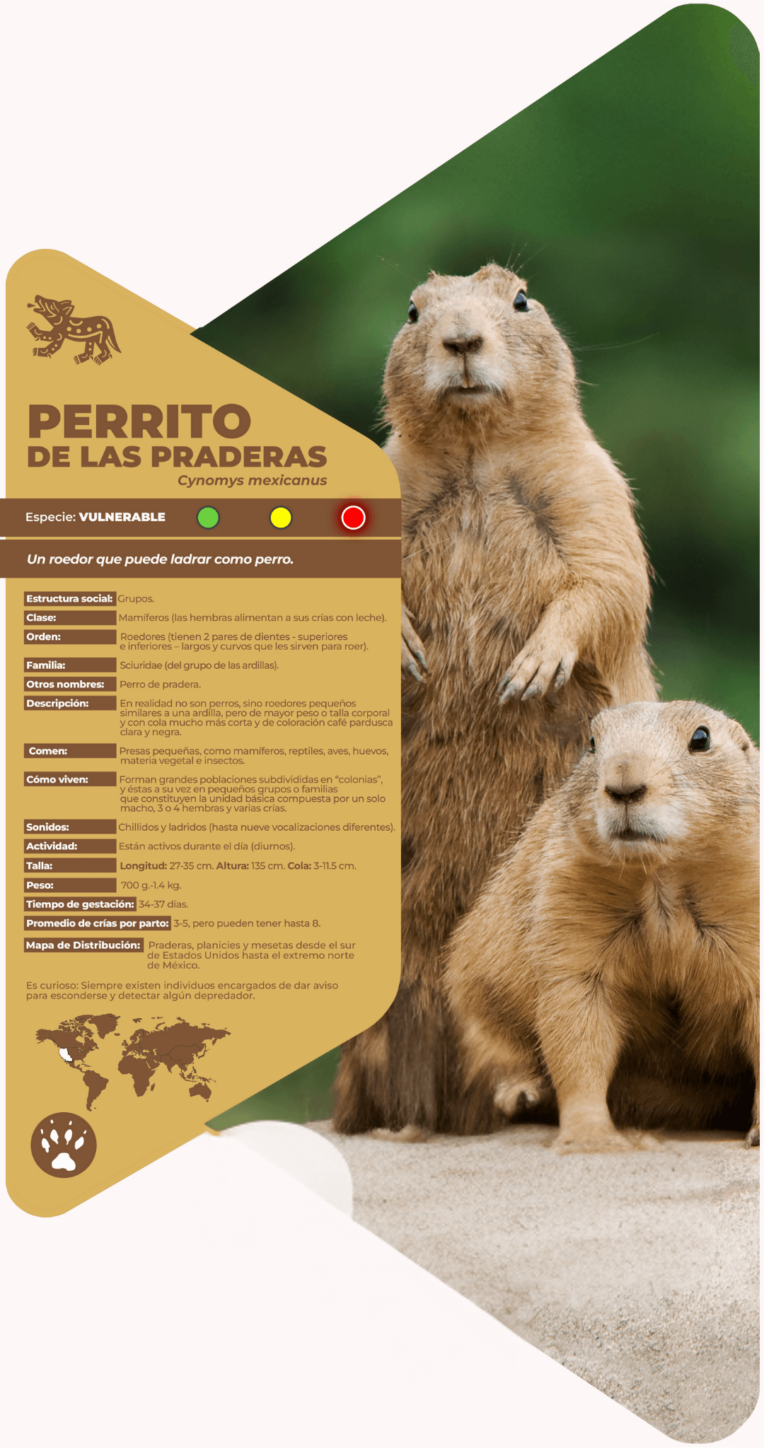 Perrito de las praderas