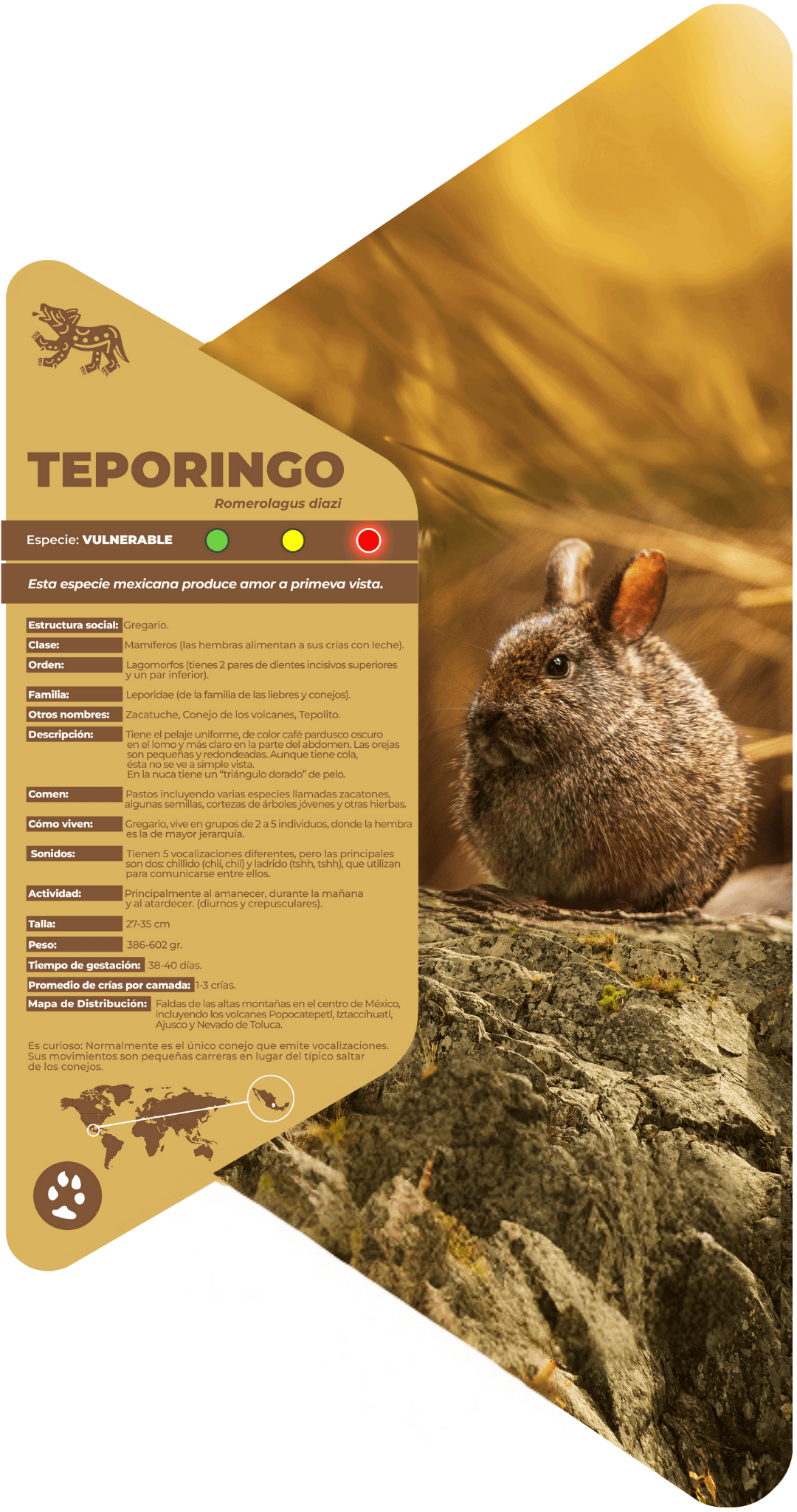 Teporingo