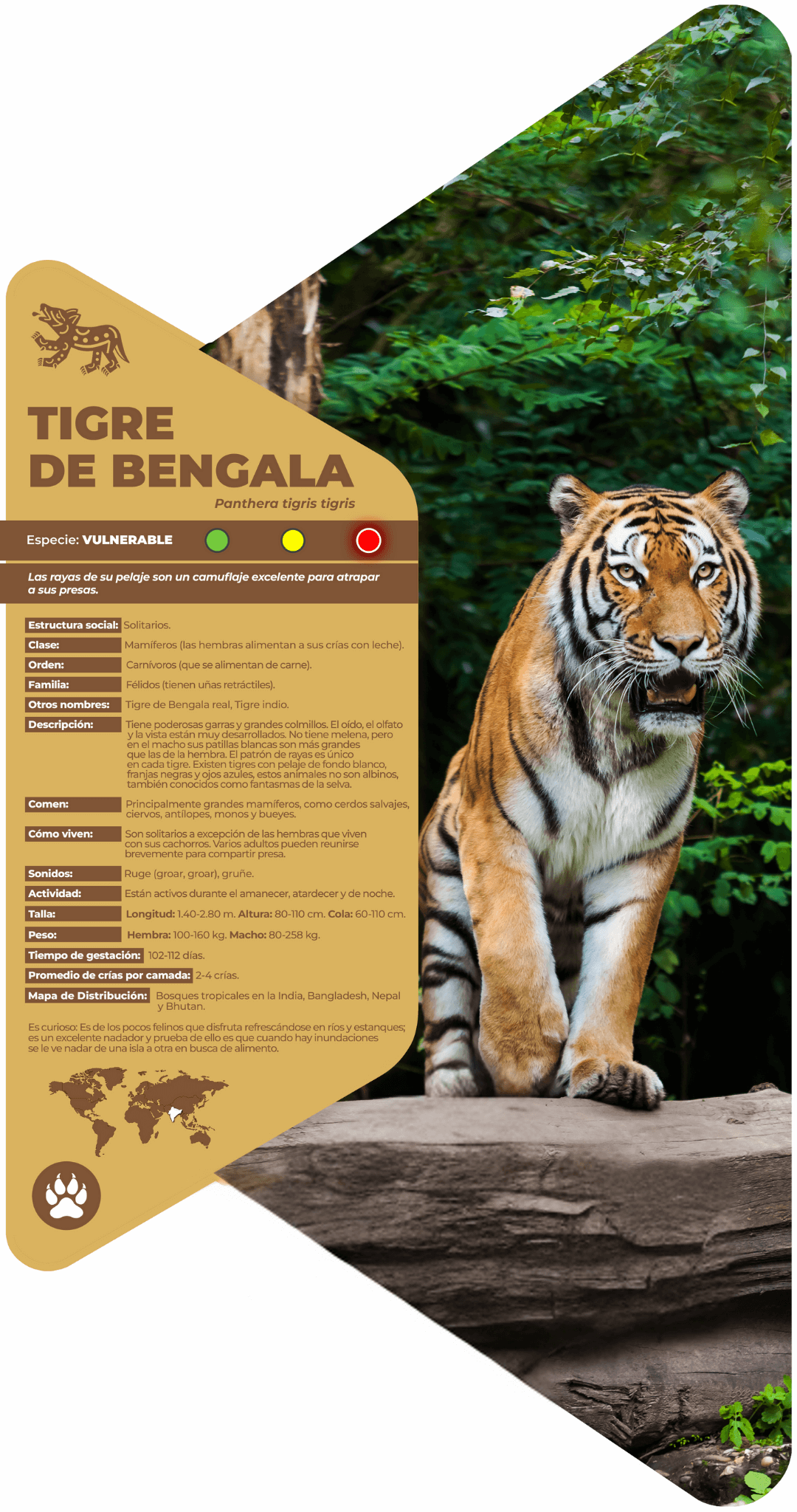 Tigre de Bengala