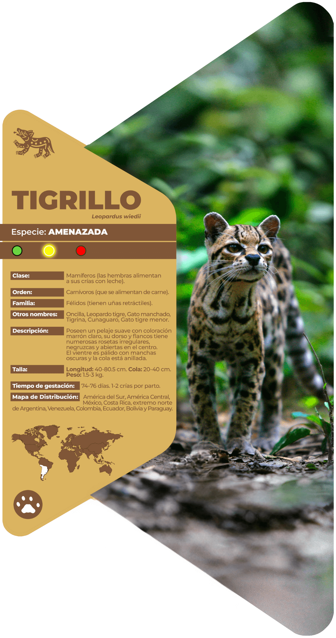 Tigrillo