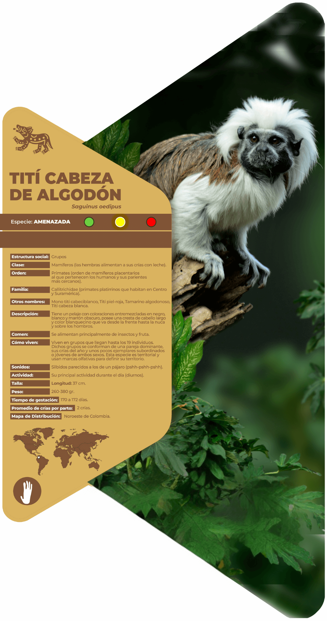 Tití cabeza de algodón