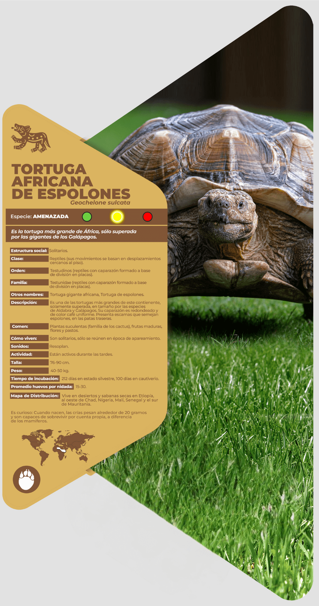 Tortuga africana de espolones