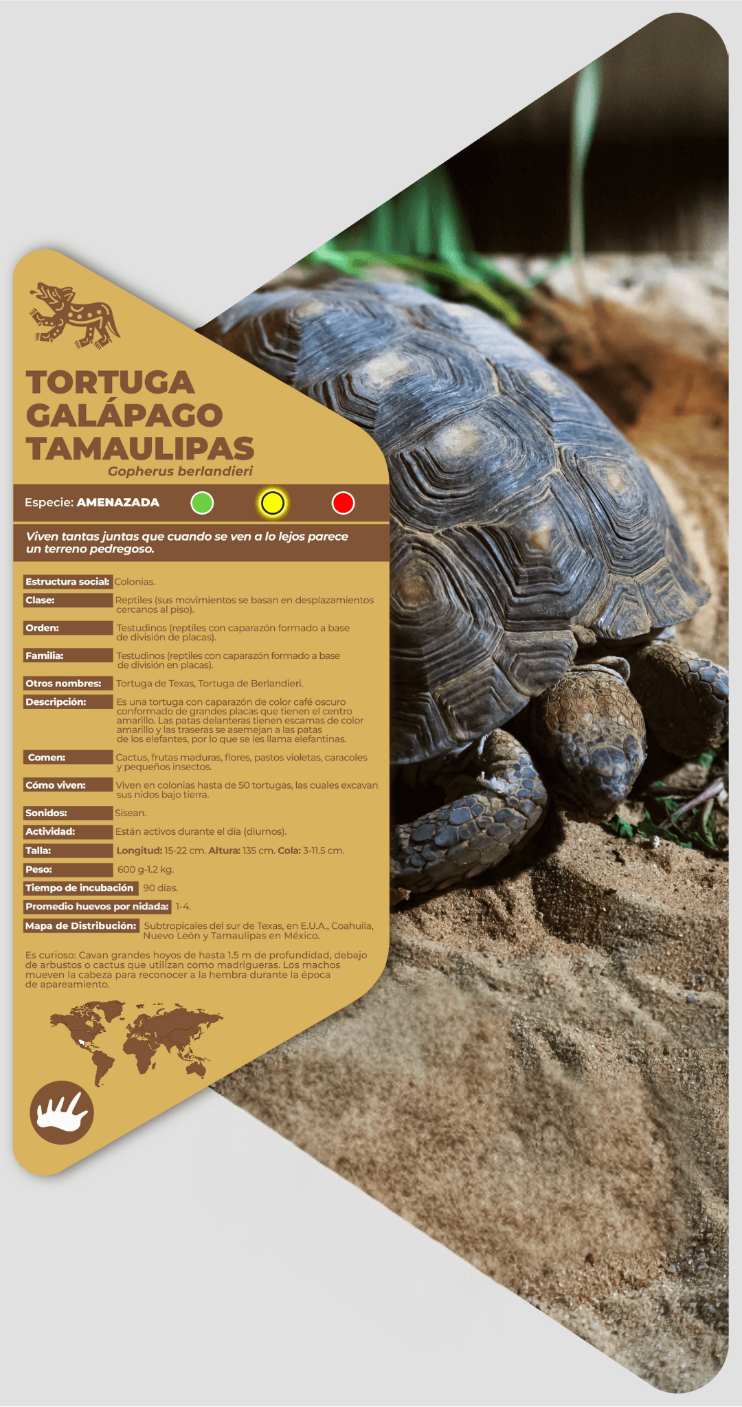 Tortuga galápago de Tamaulipas