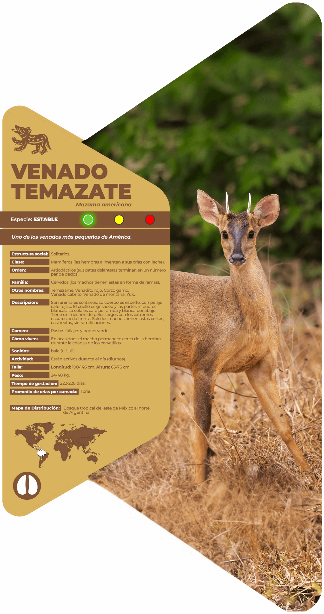 Venado temazate