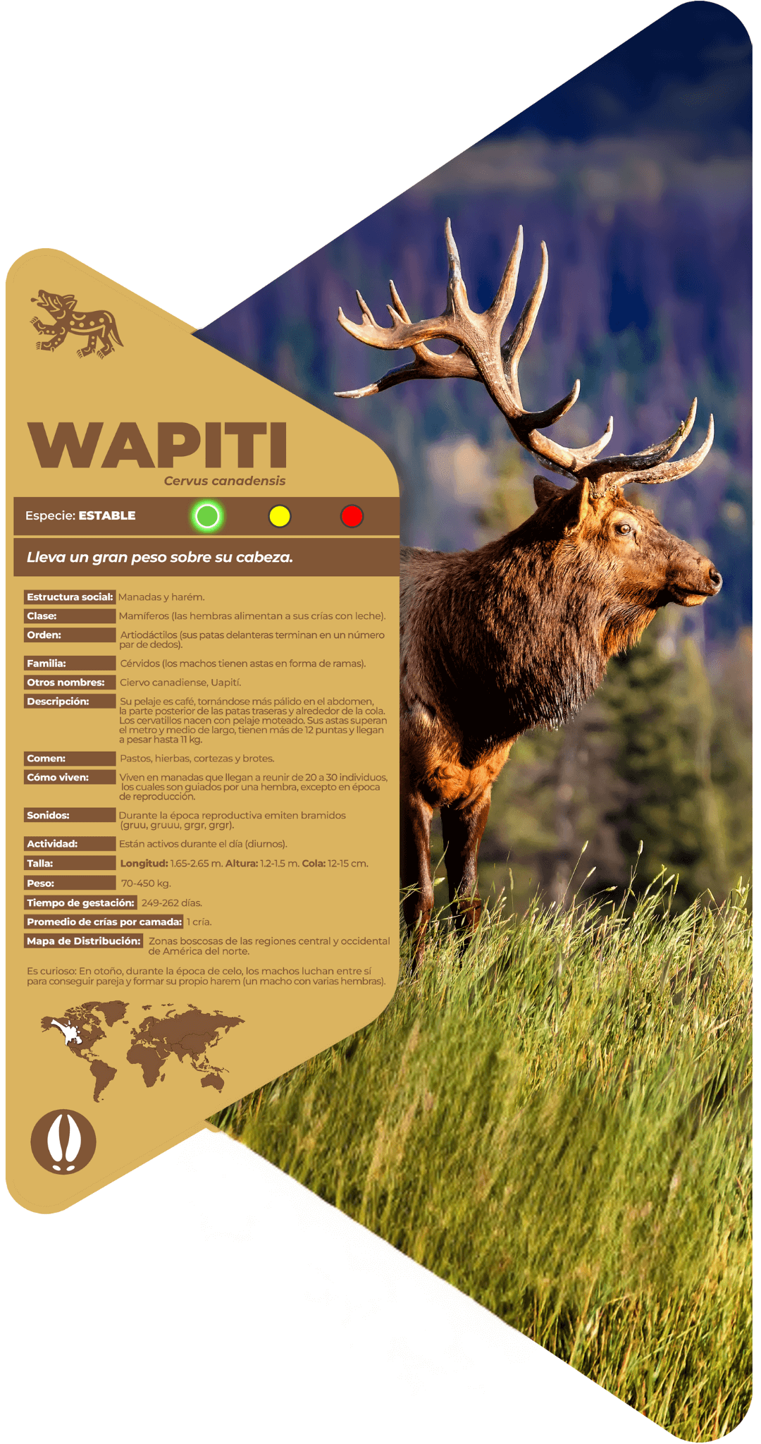 Wapiti