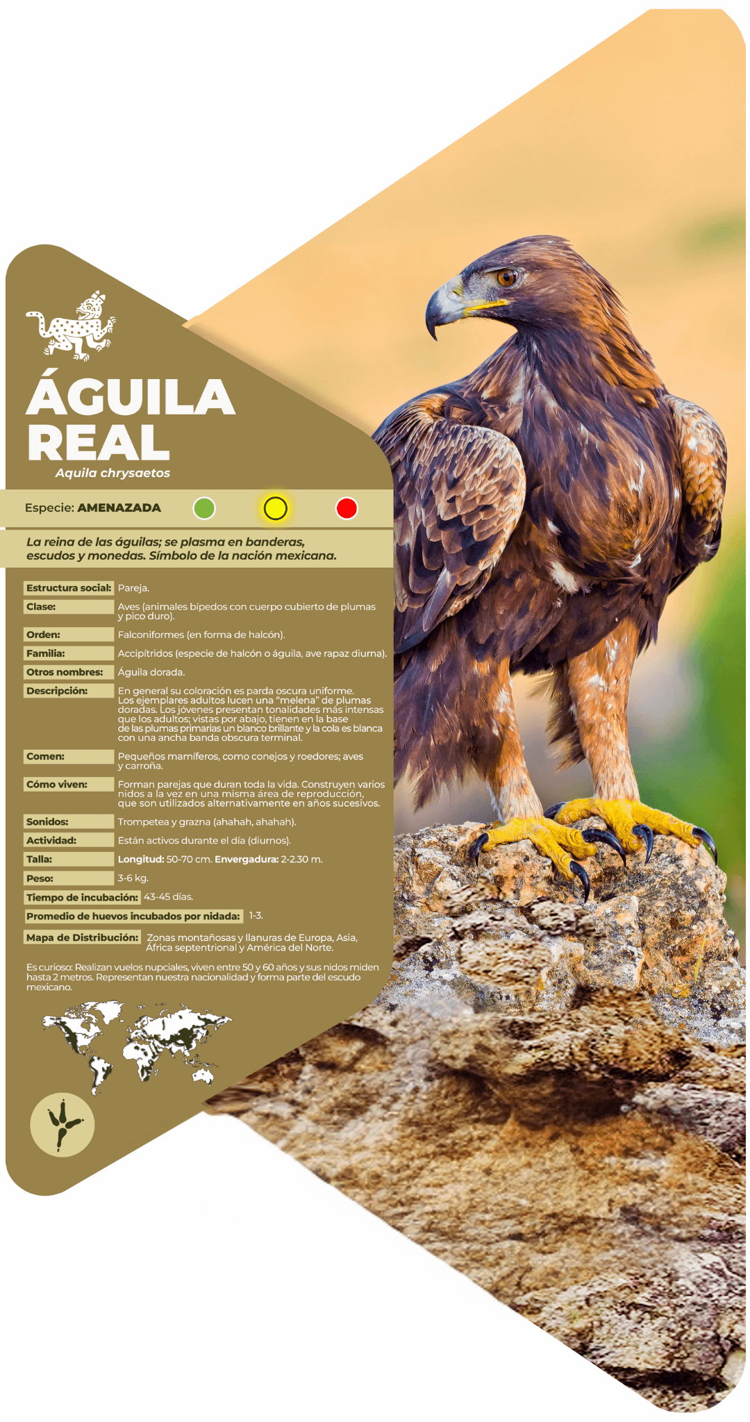 Águila real