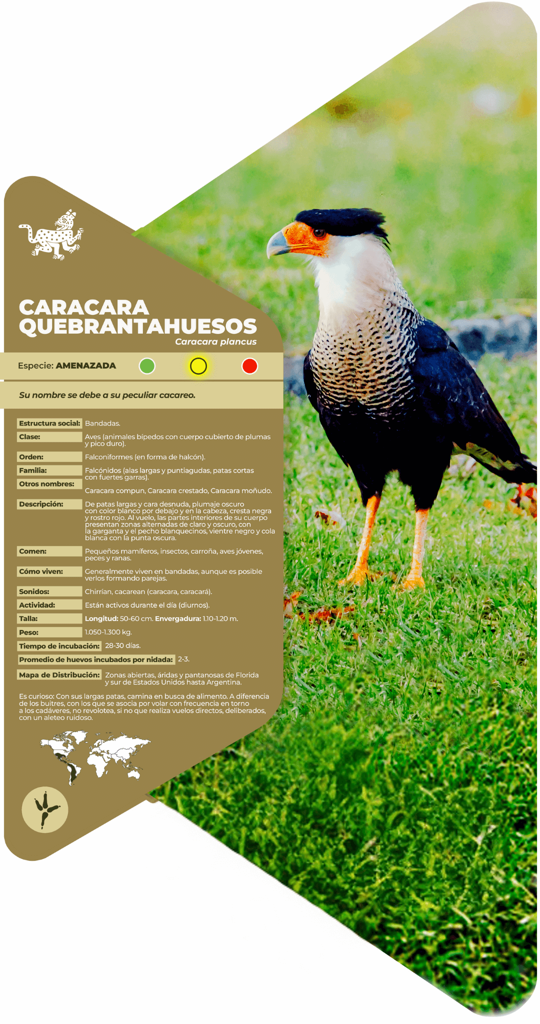 Caracara