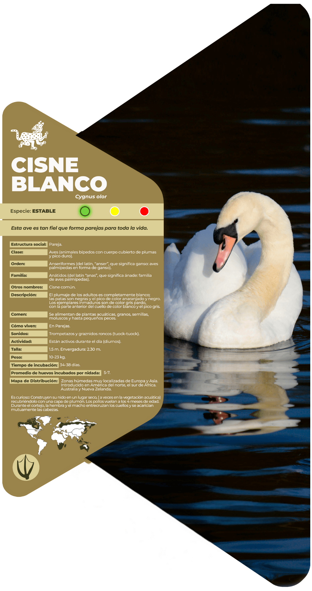 Cisne blanco