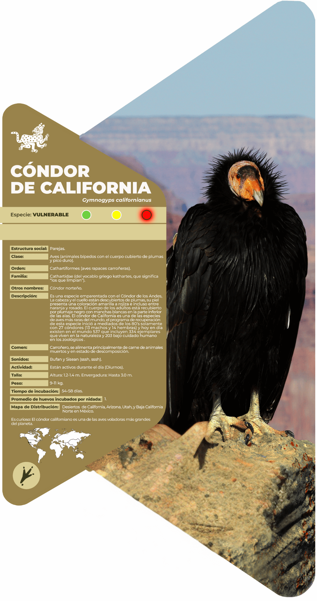 Cóndor de California