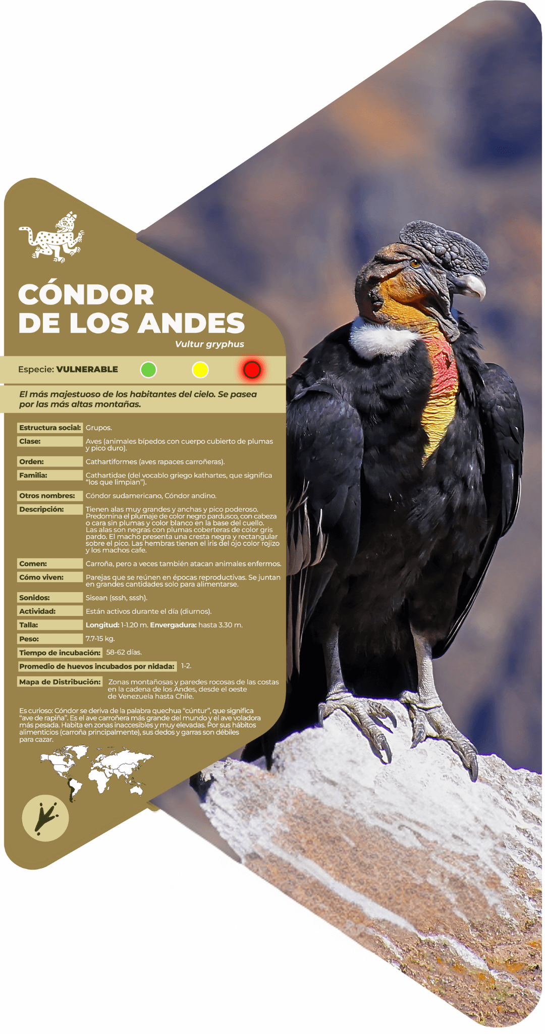 Cóndor de los Andes