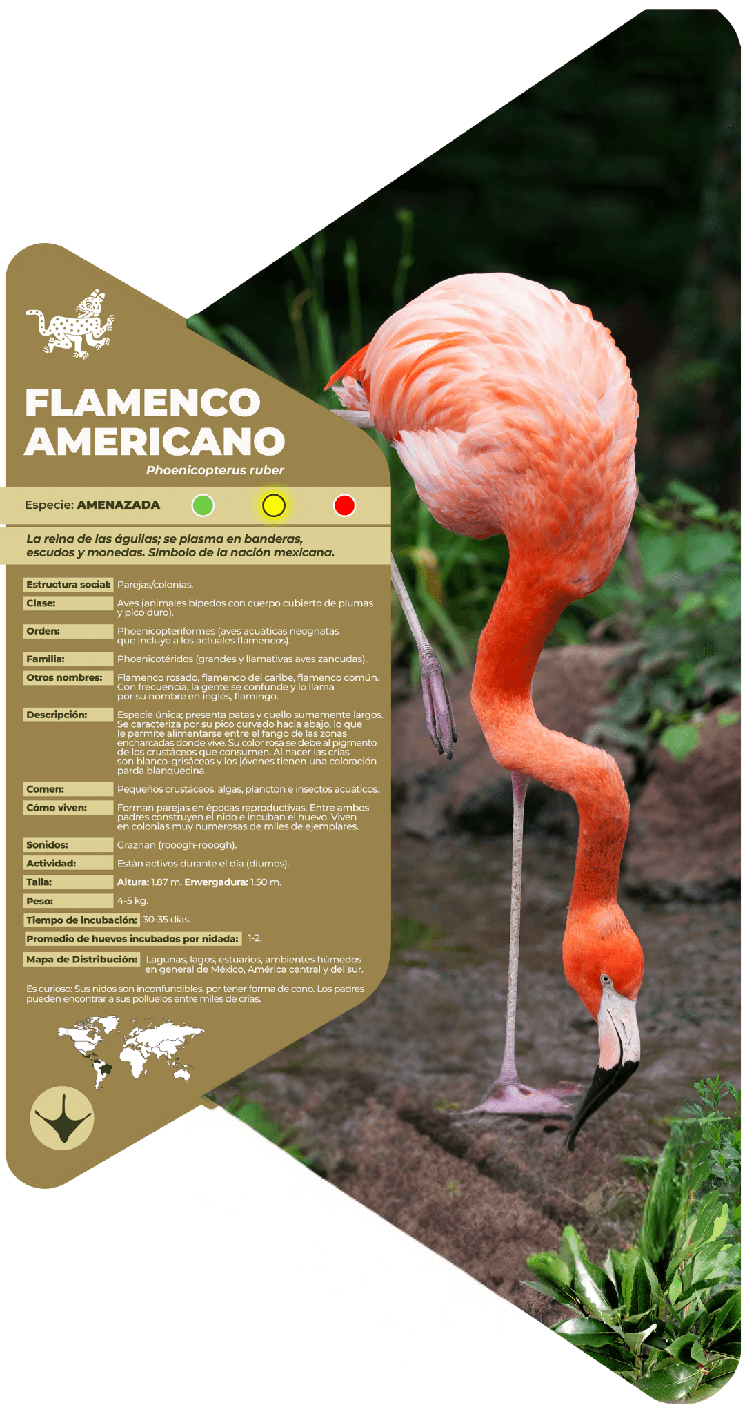 Flamenco americano