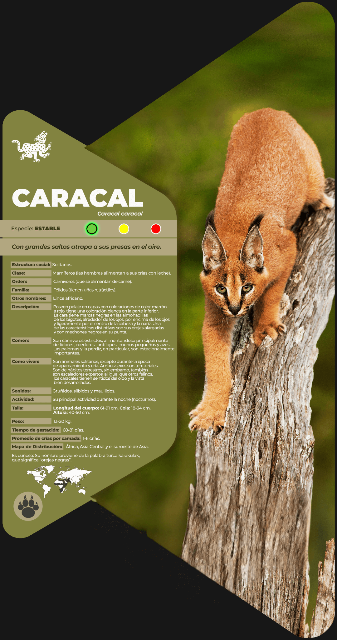 Caracal