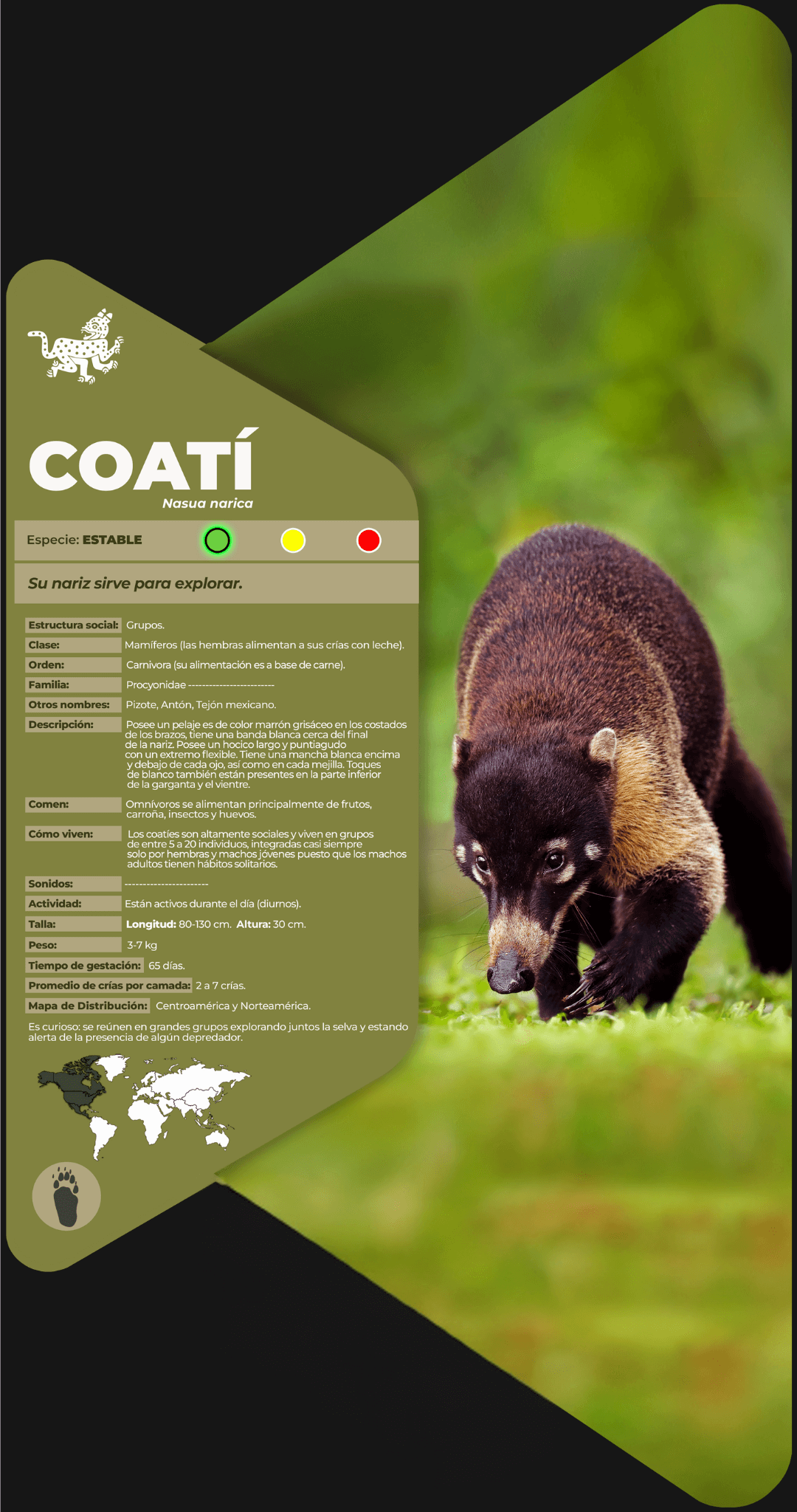 Coatí