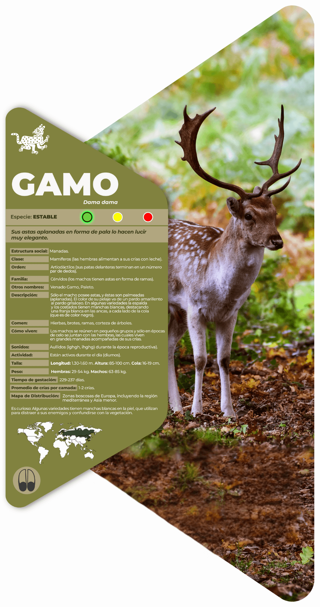 Gamo