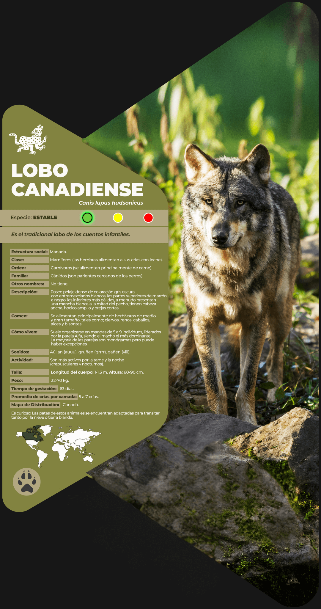 Lobo canadiense