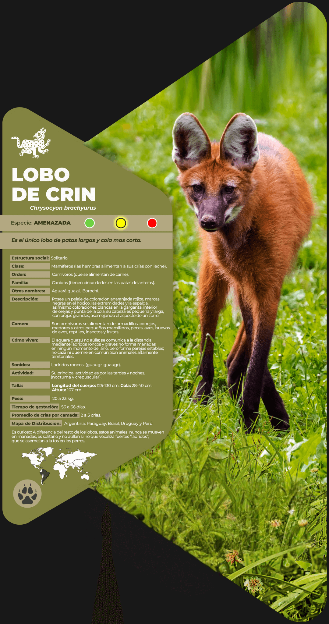 Lobo de crin