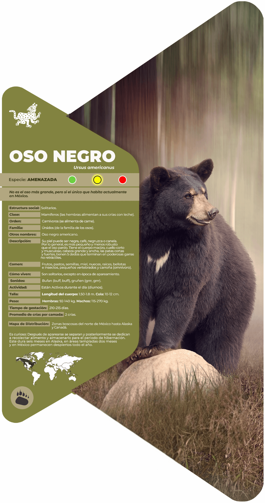 Oso negro