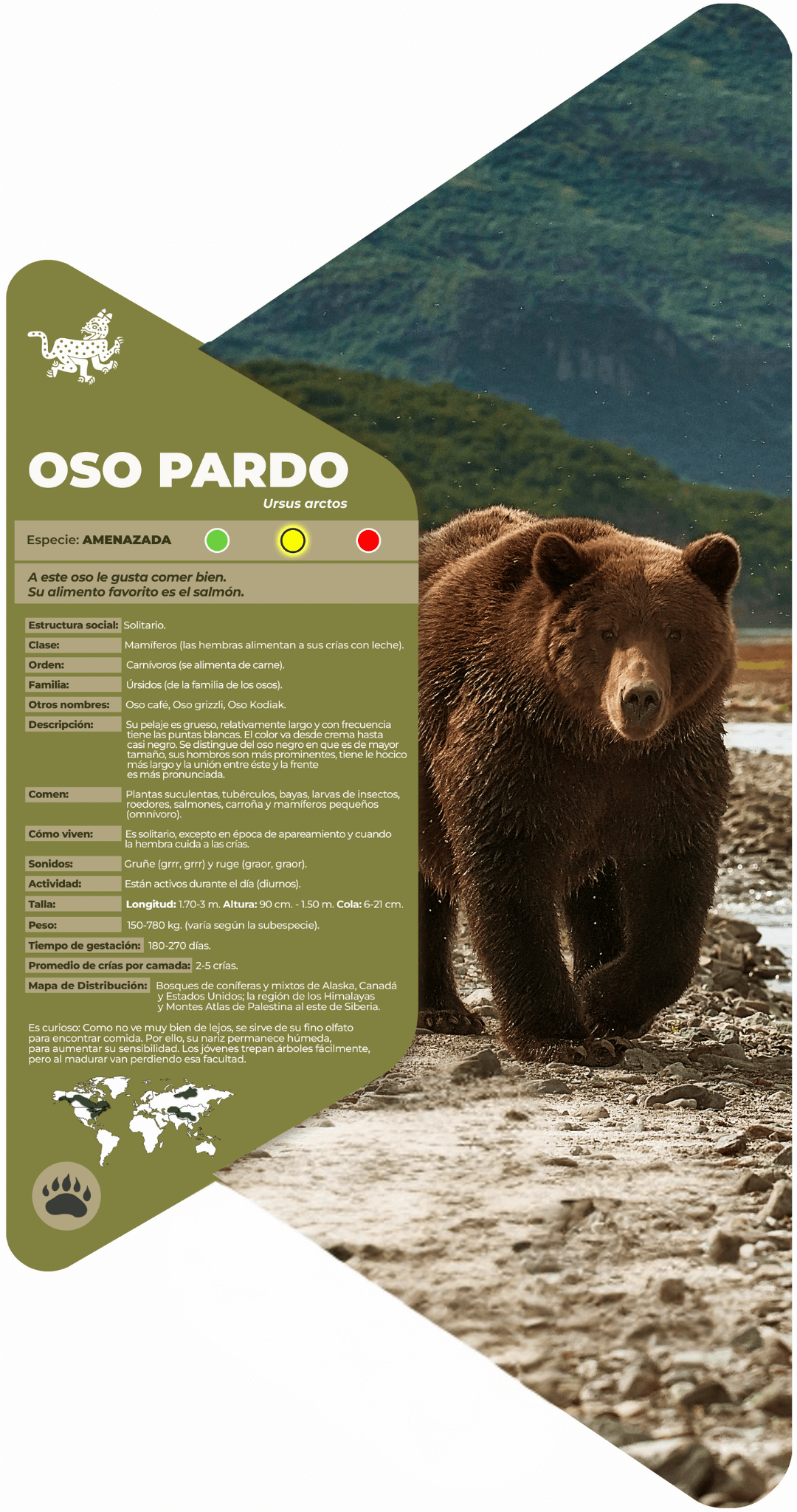 Oso pardo