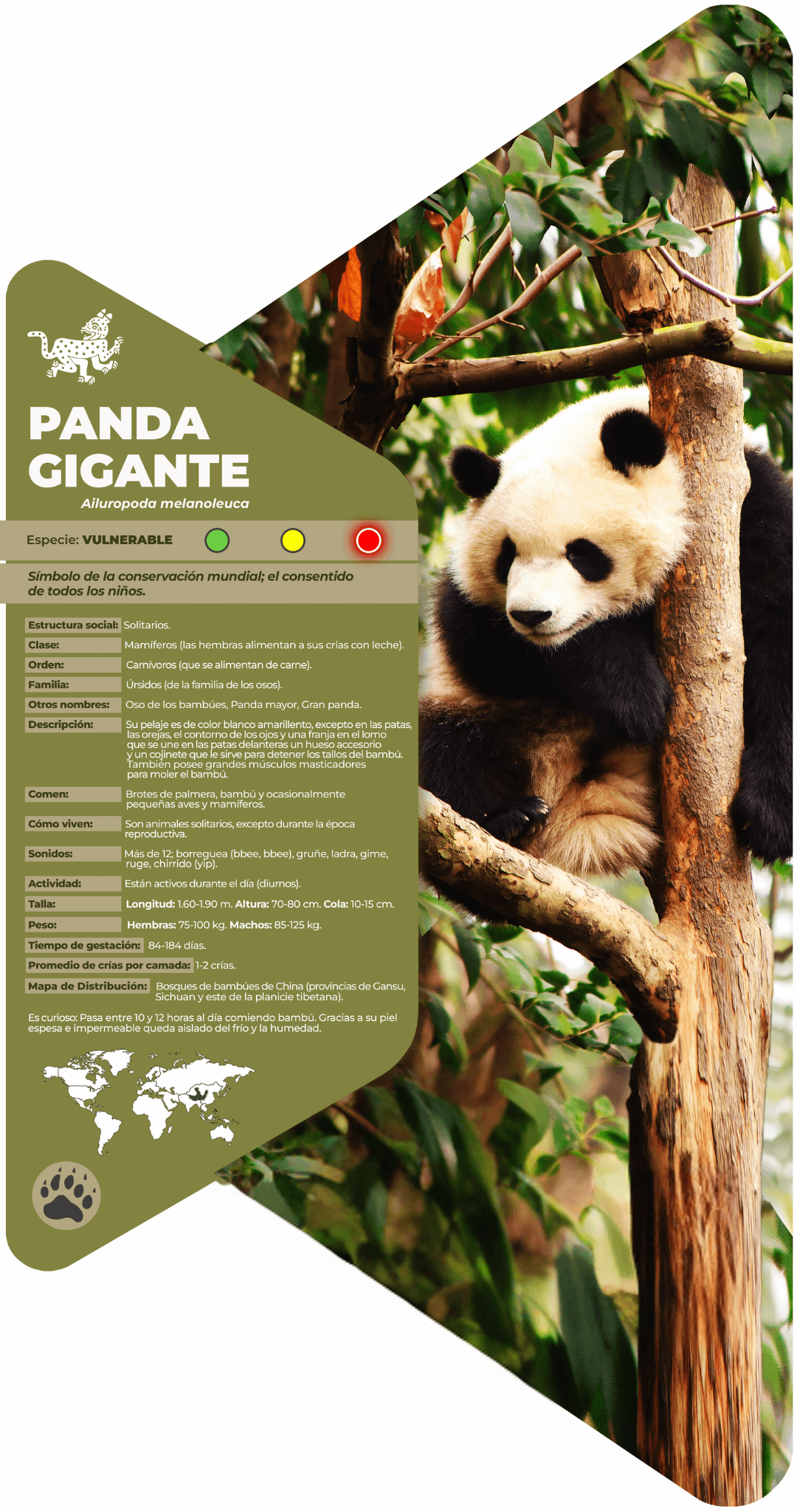 Panda gigante