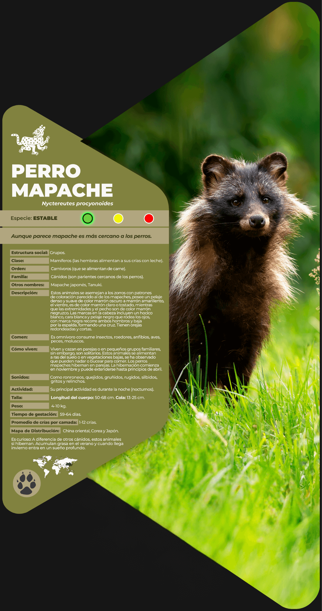 Perro mapache