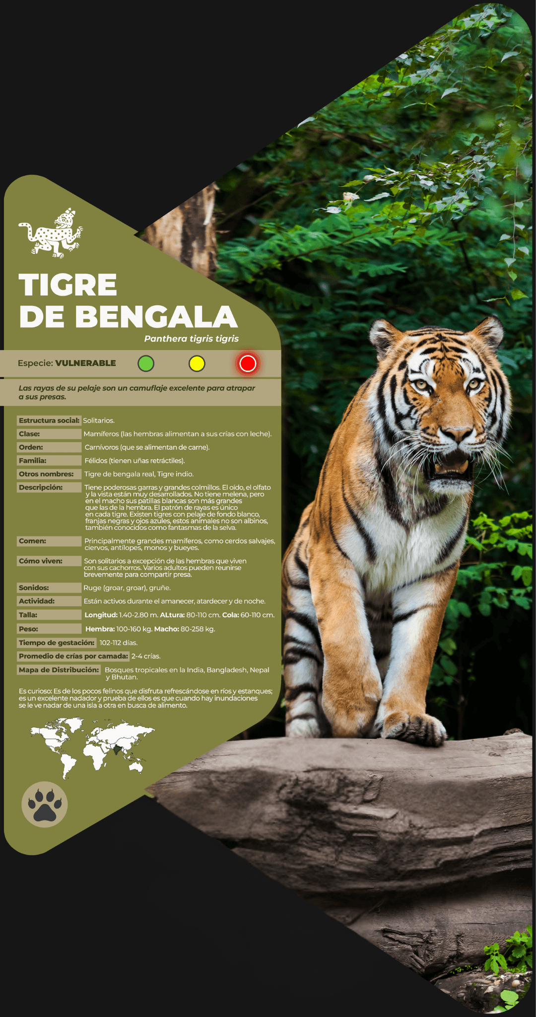 Tigre de Bengala