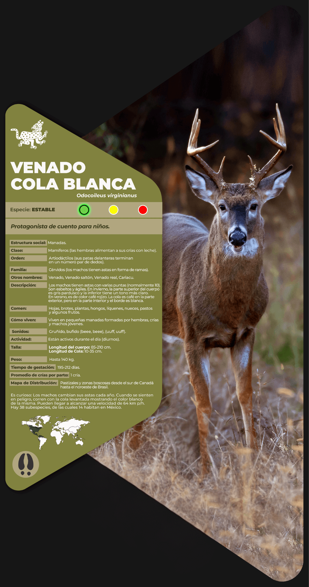 Venado cola blanca
