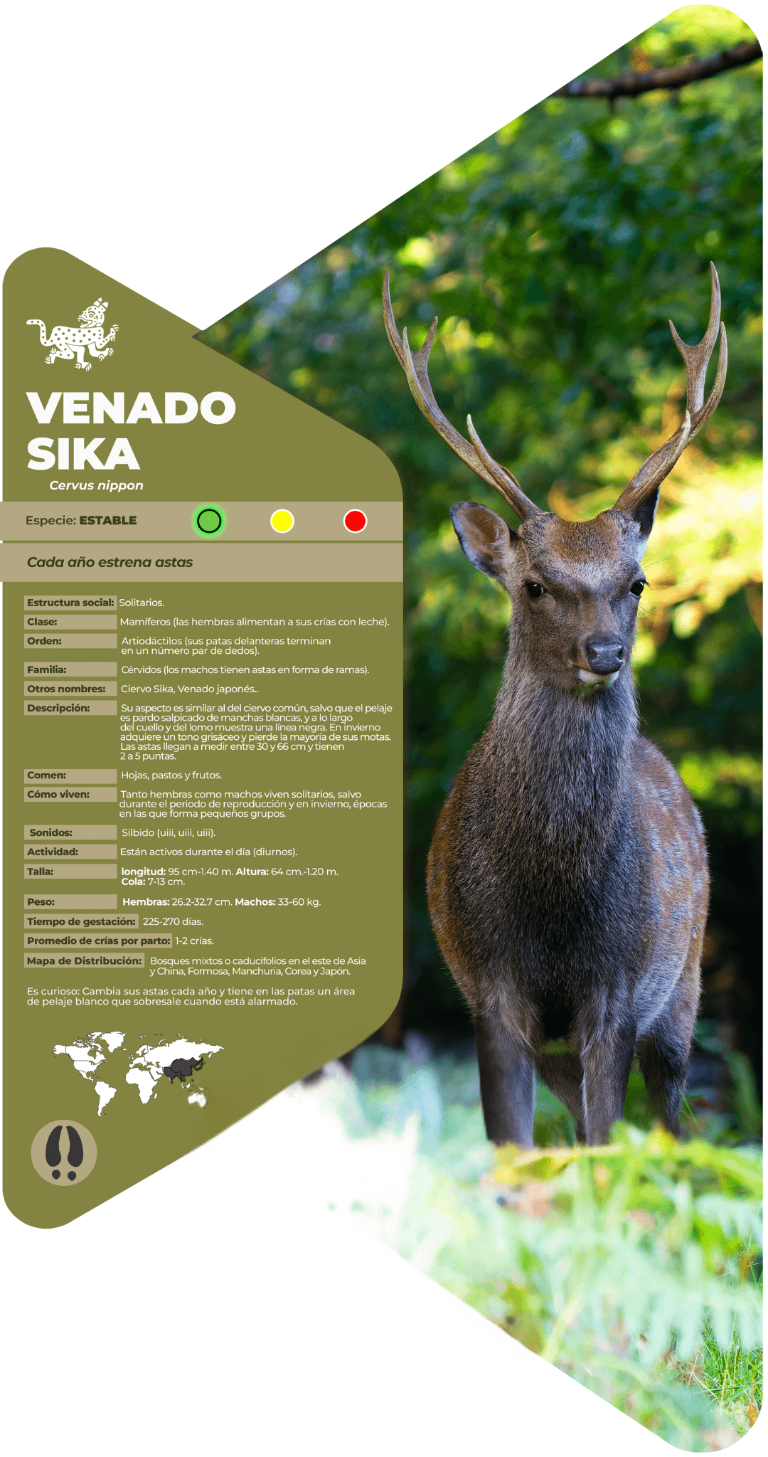 Venado sika