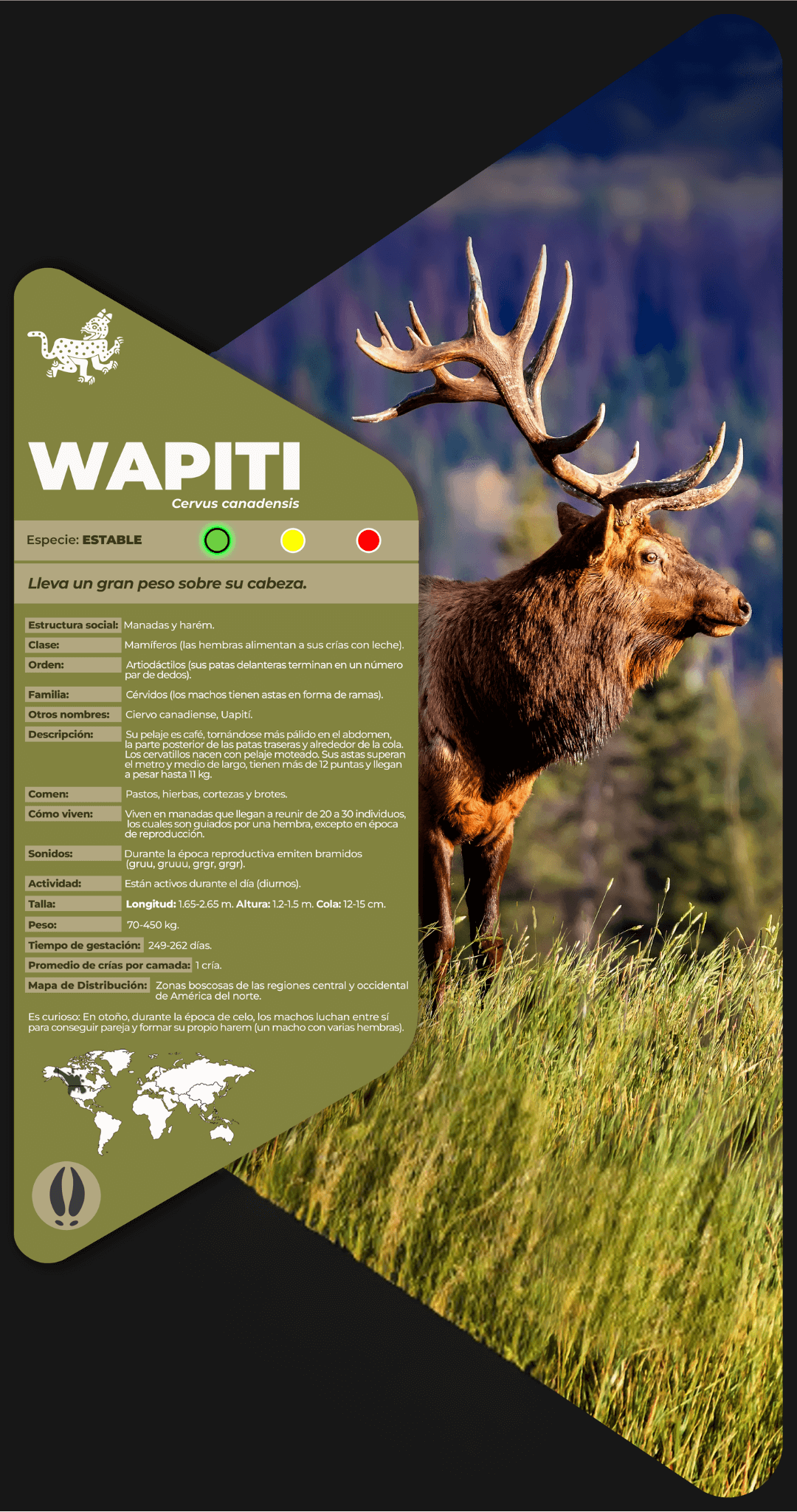 Wapiti