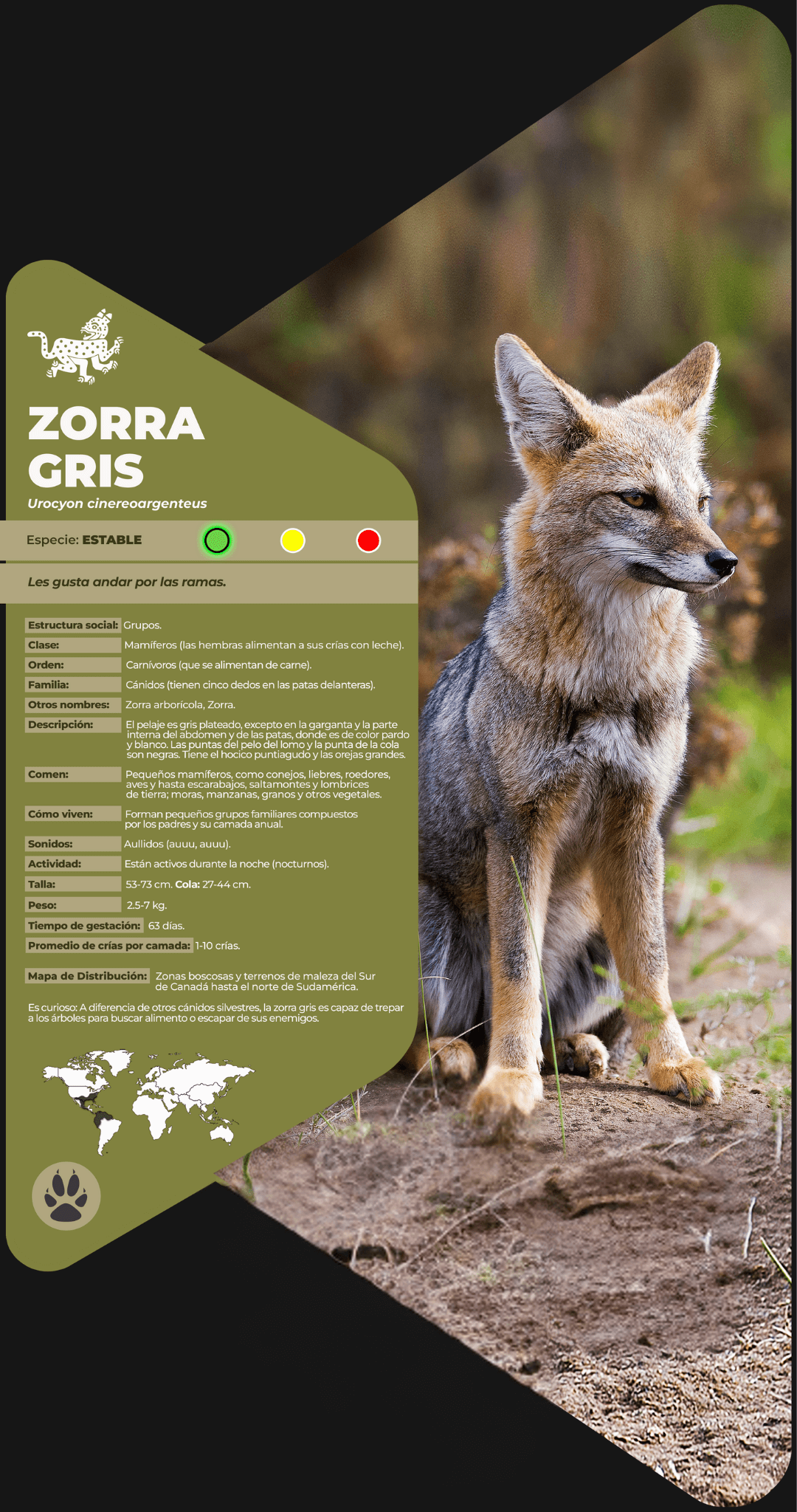 Zorra gris