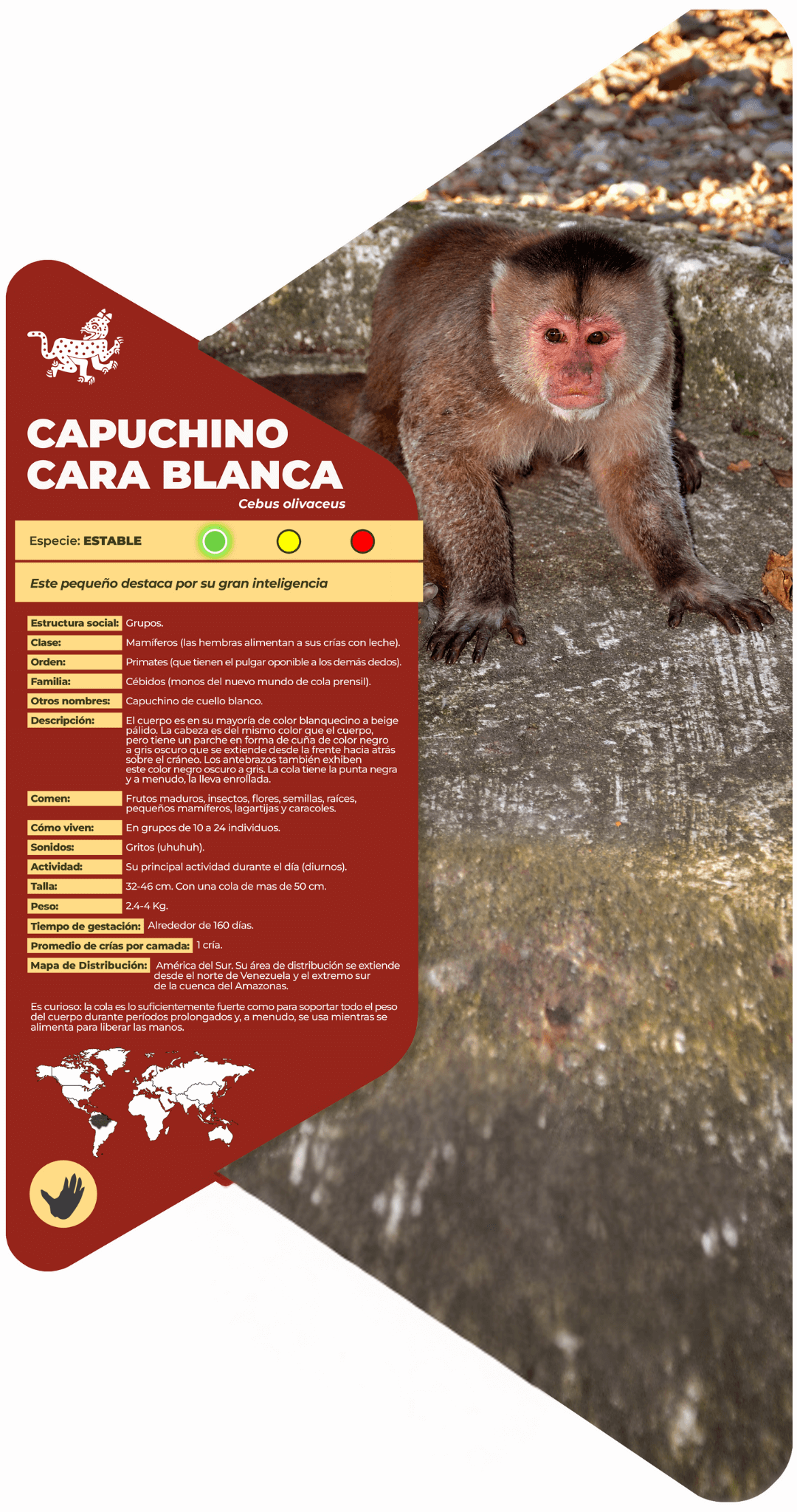 Capuchino cara blanca