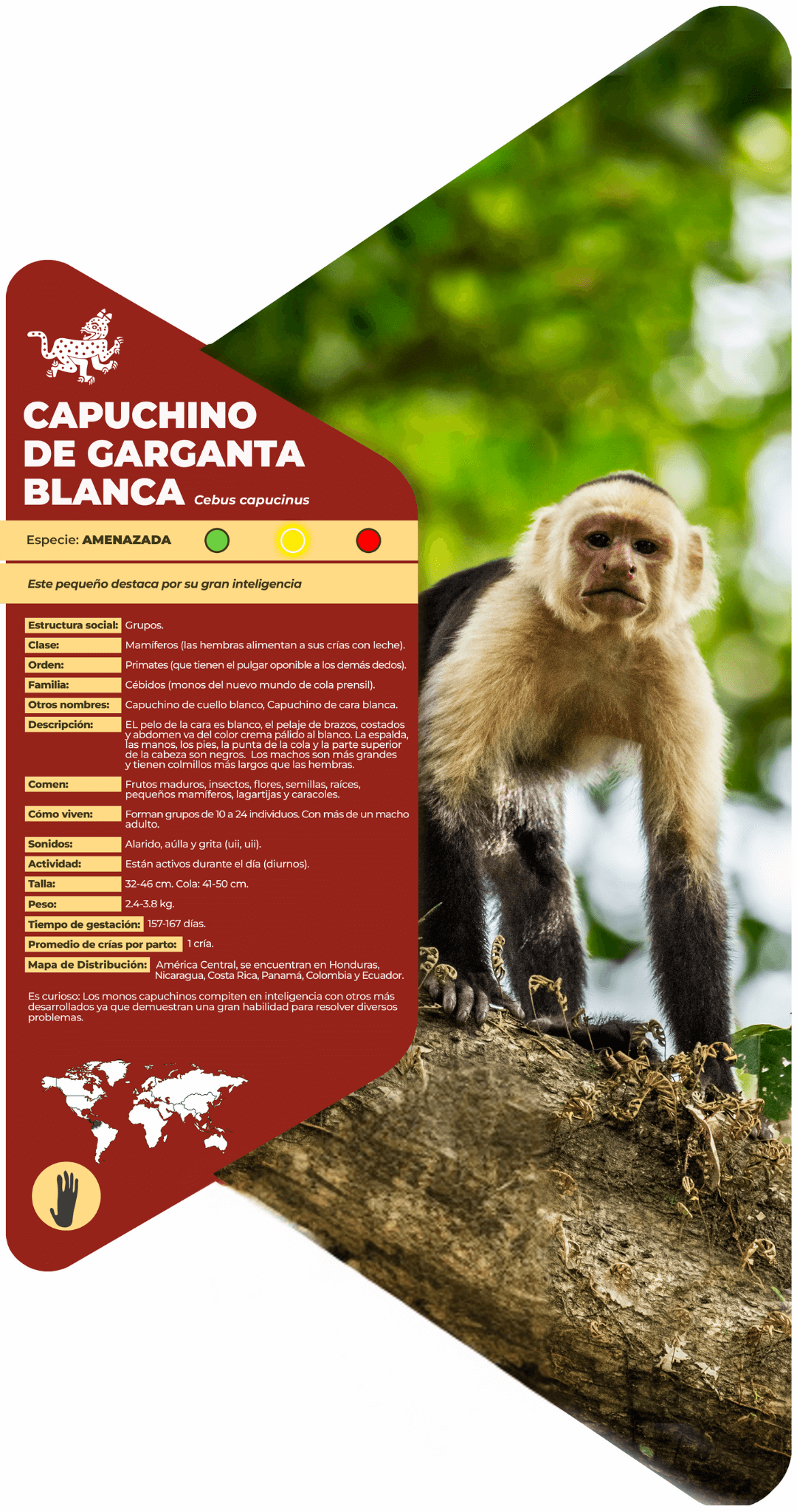 Capuchino de garganta blanca