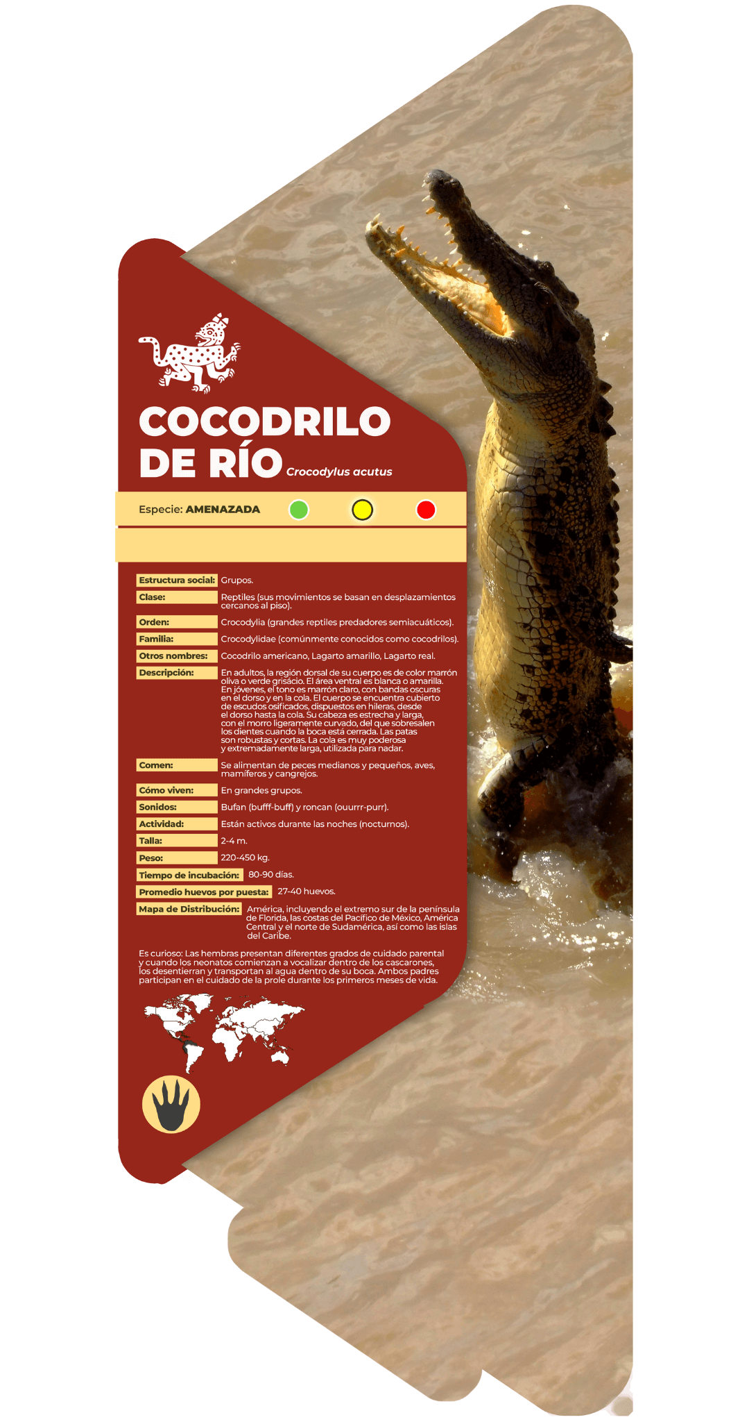 Cocodrilo de río